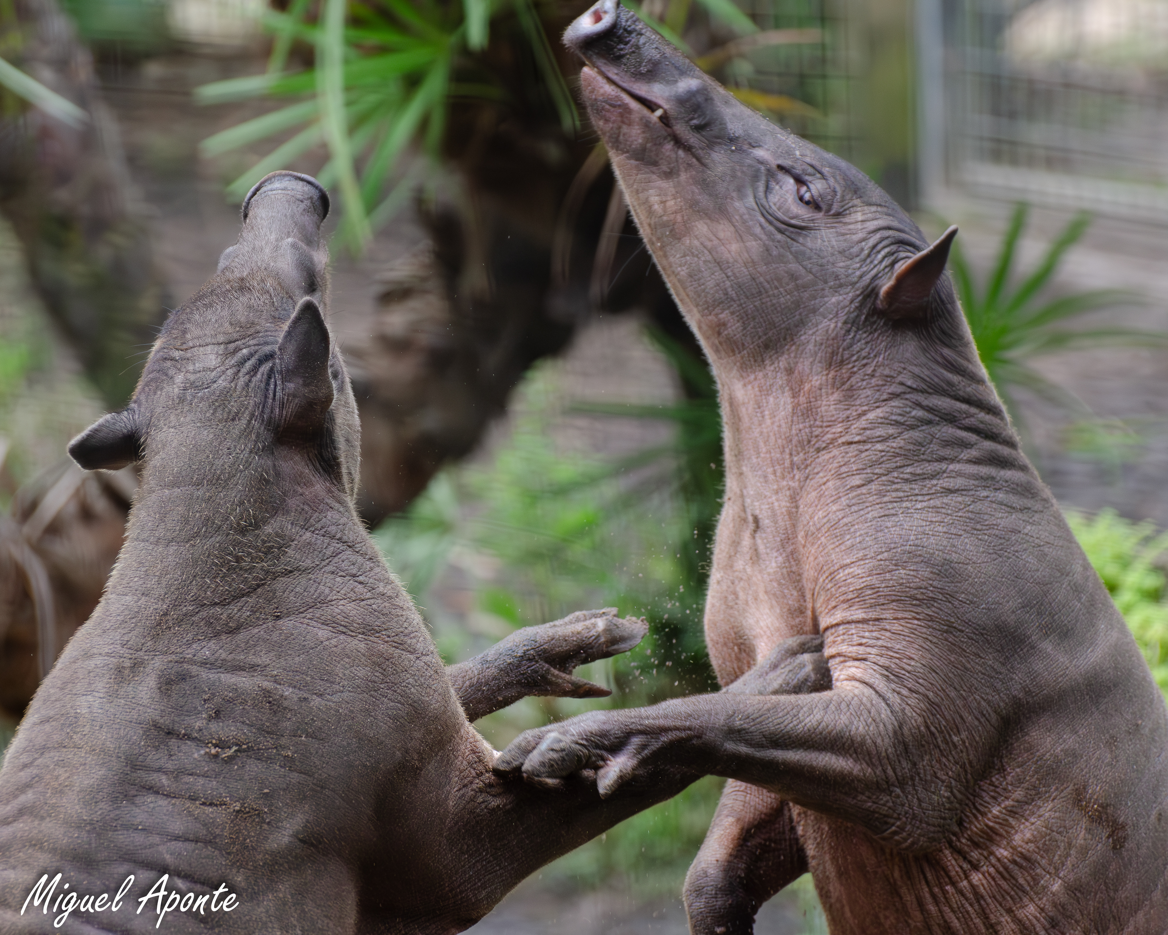 North Sulawesi Babirusa