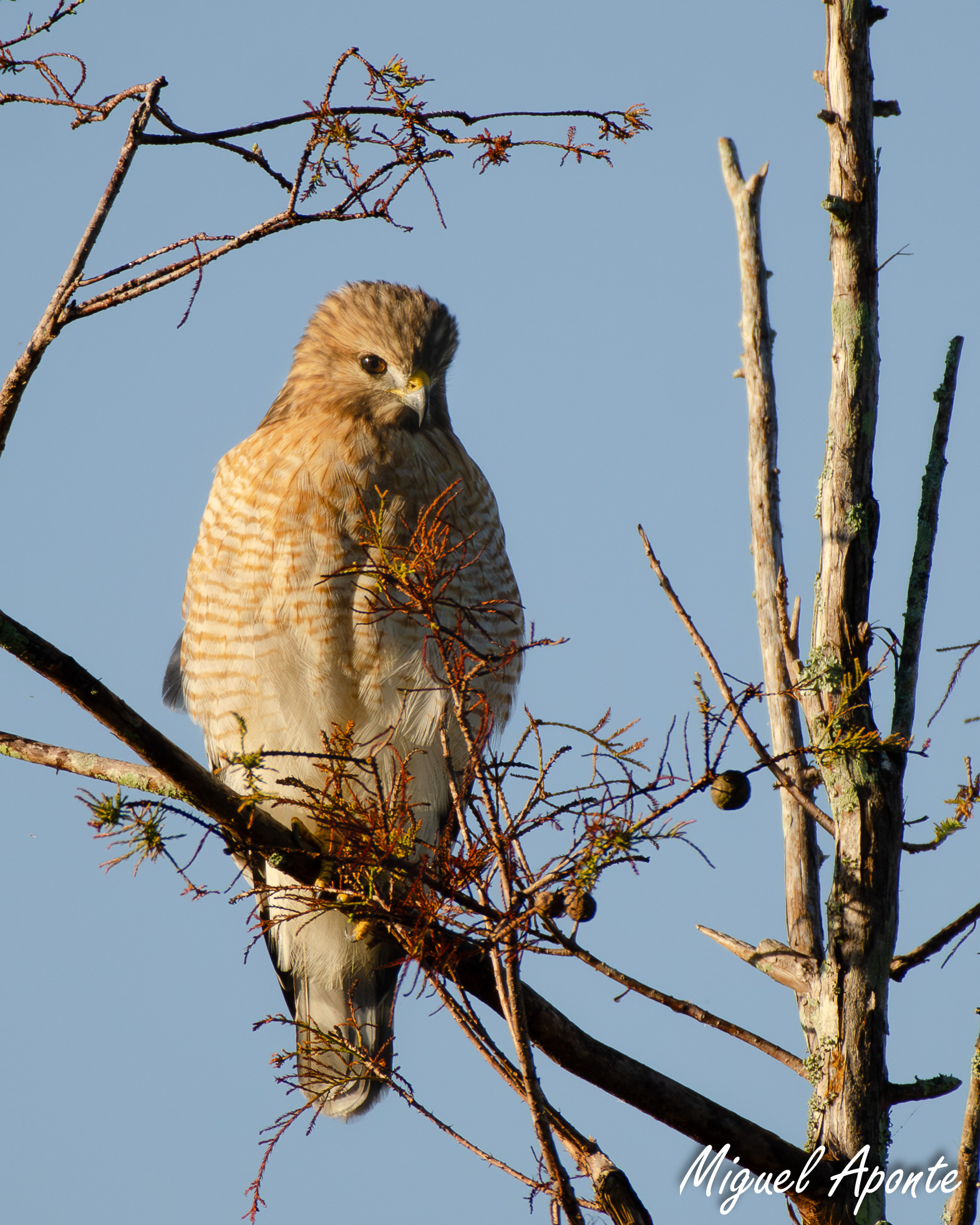 Red-shouldered Hawk