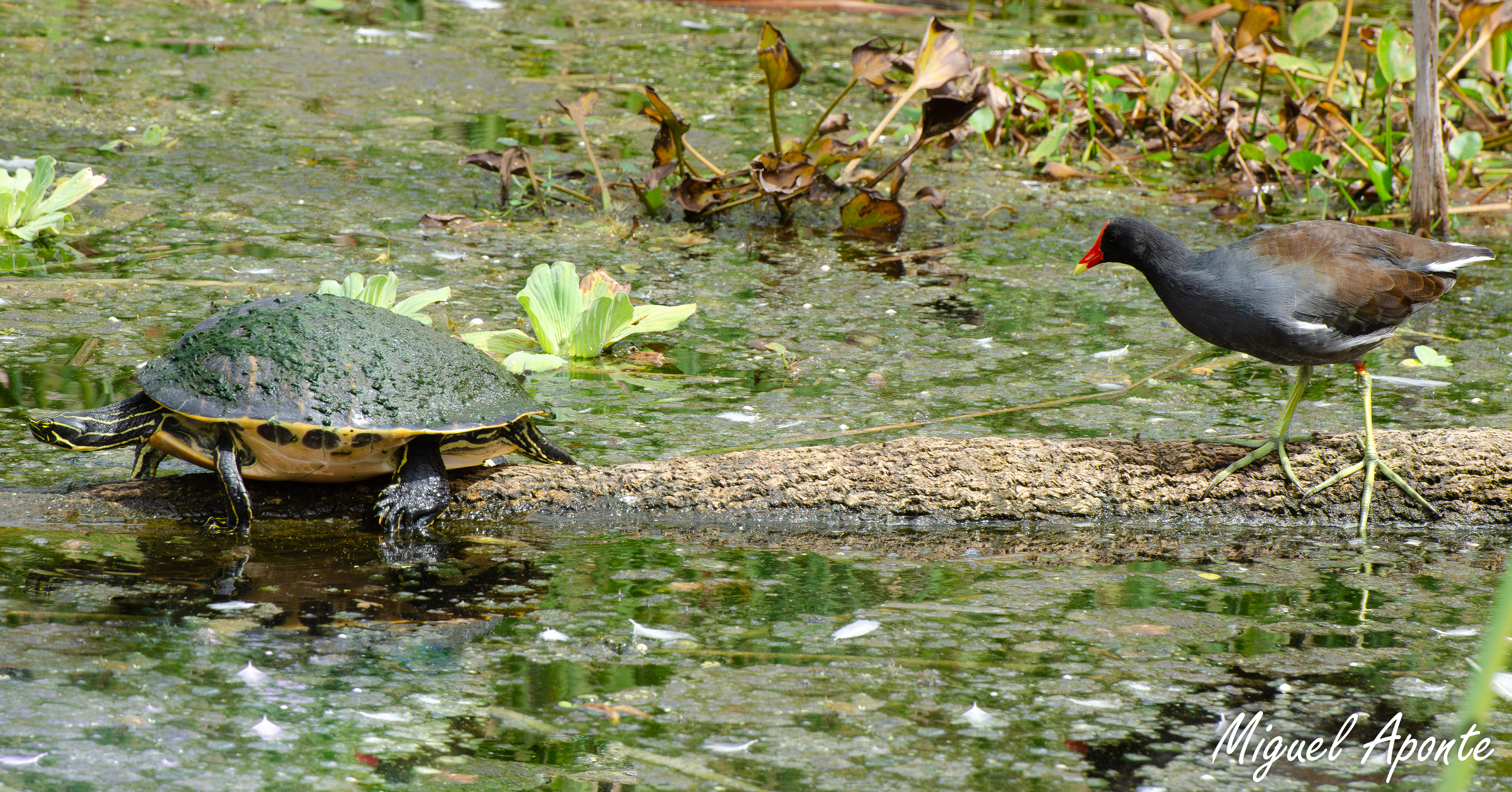 Yellow-bellied Slider & Common Gallinule