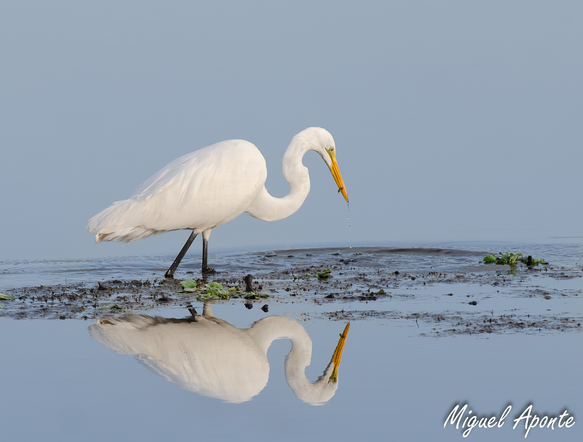 Great Egret