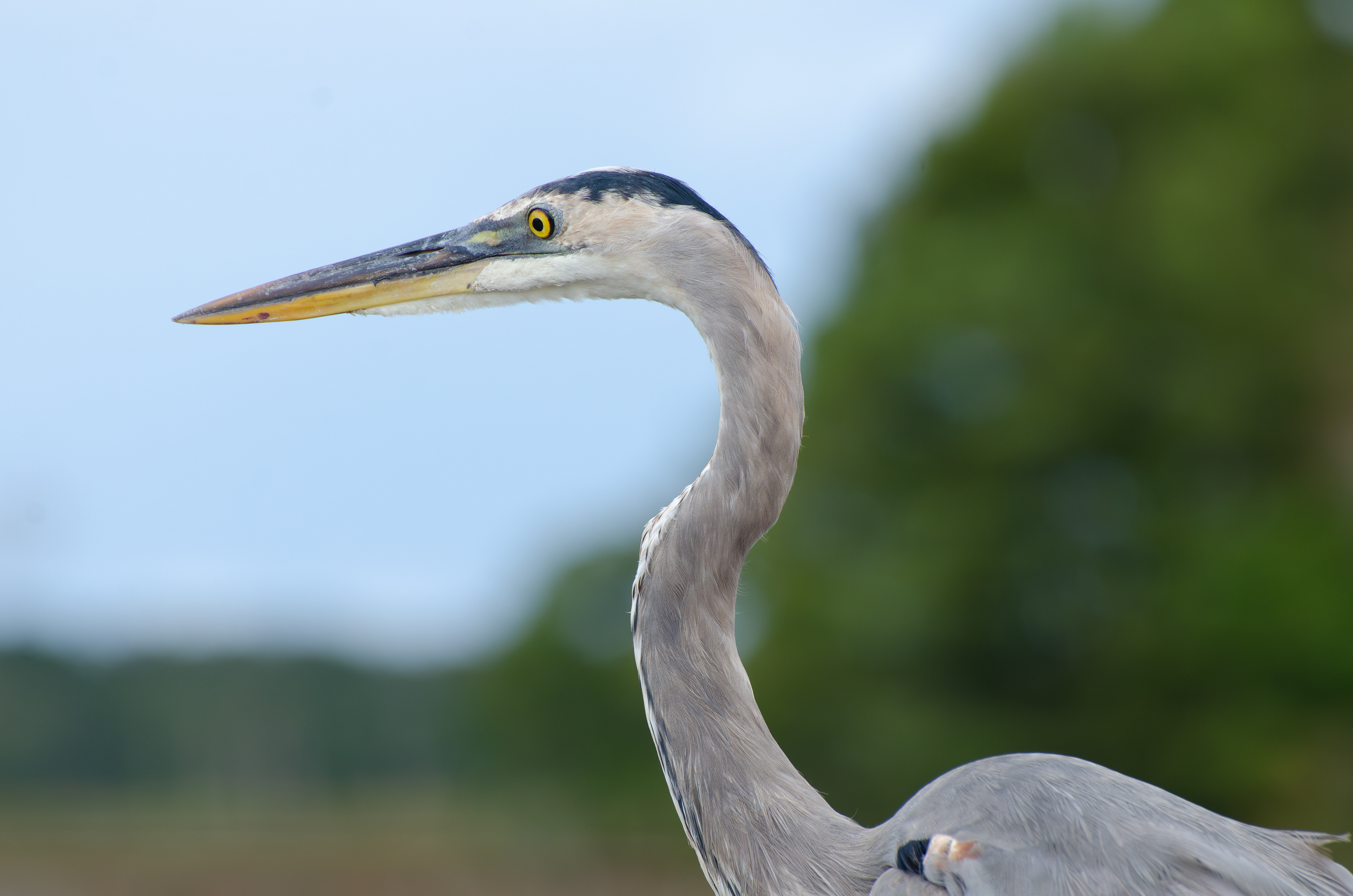 Great Blue Heron