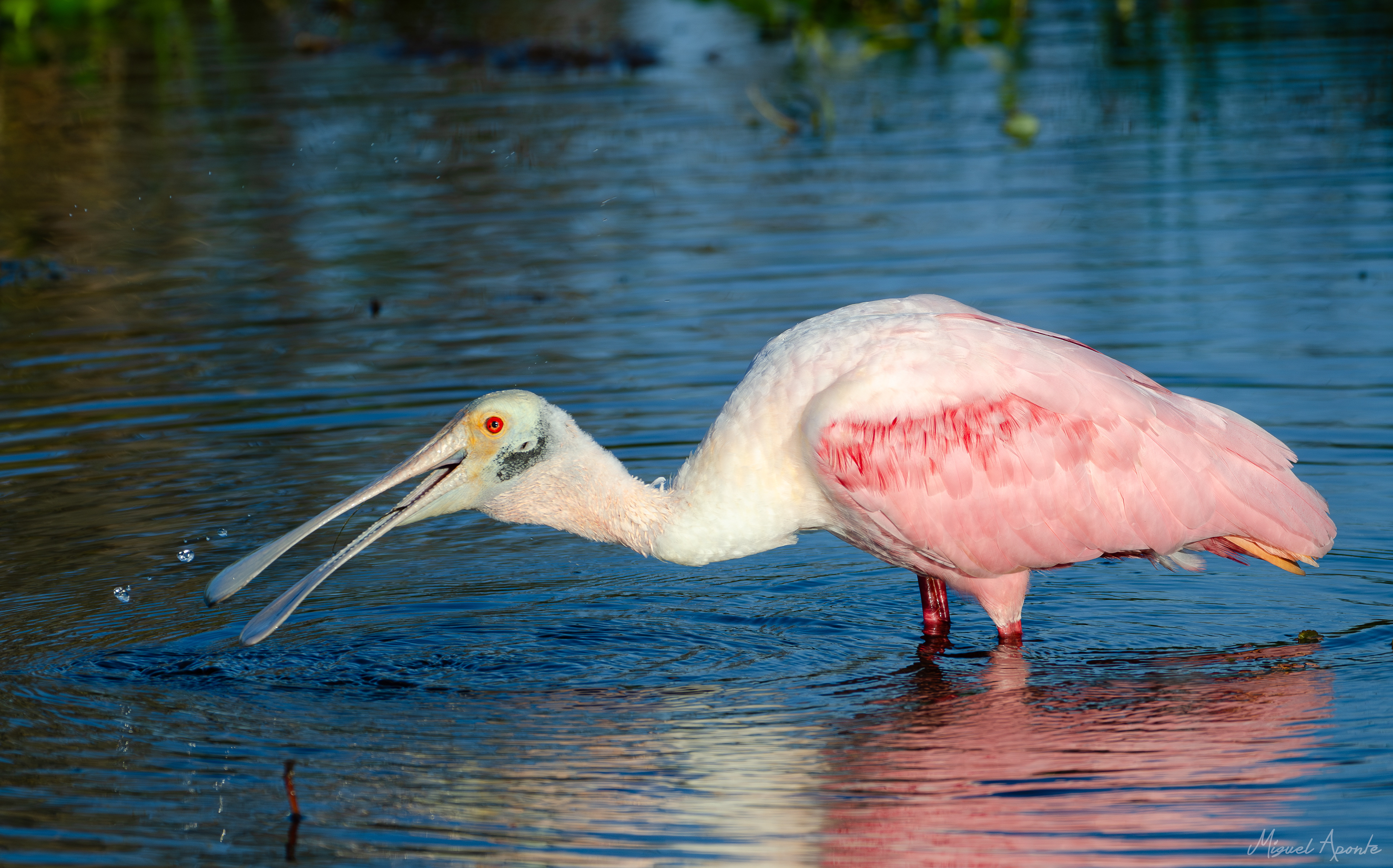 Roseate Spoonbill