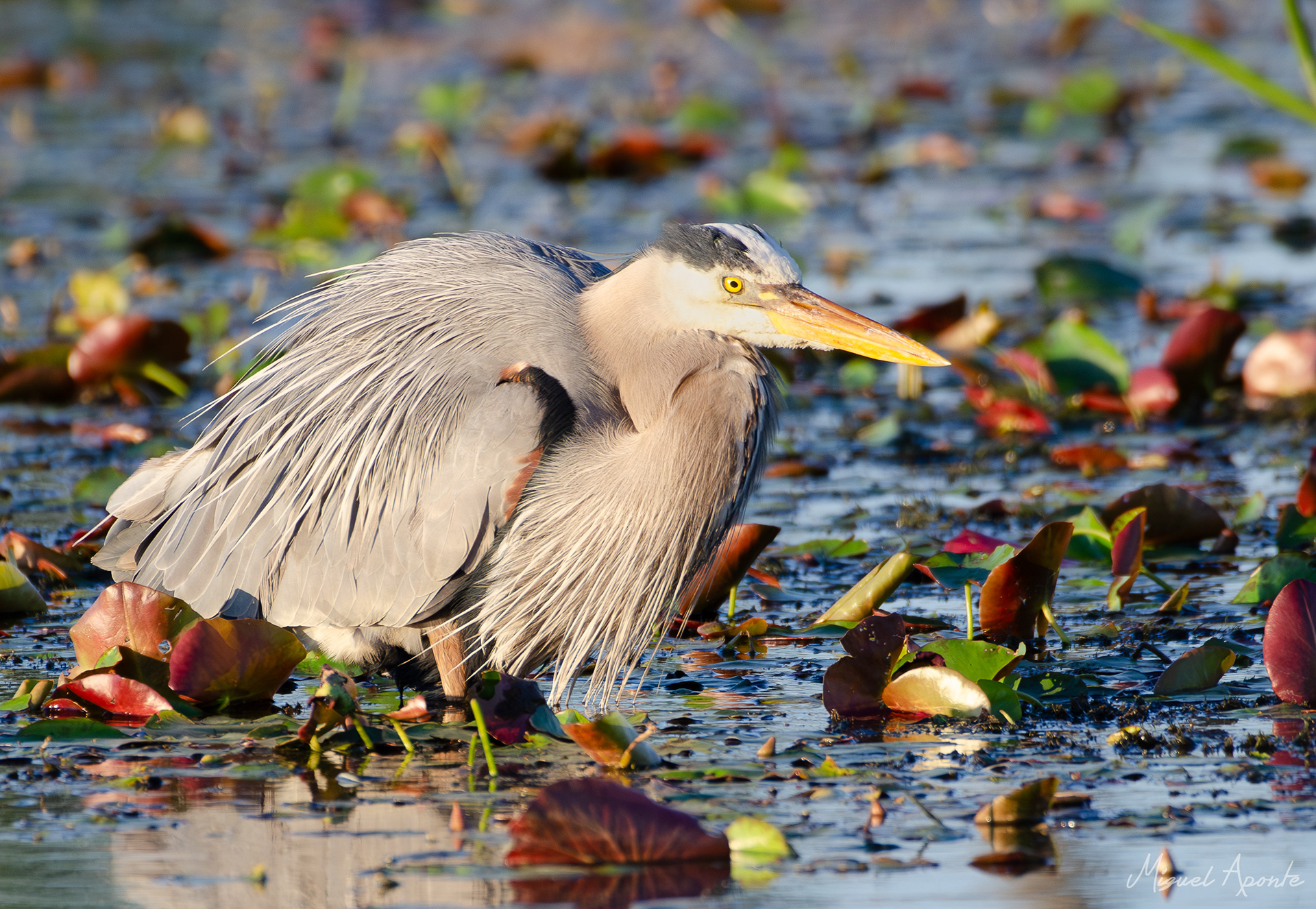 Great Blue Heron