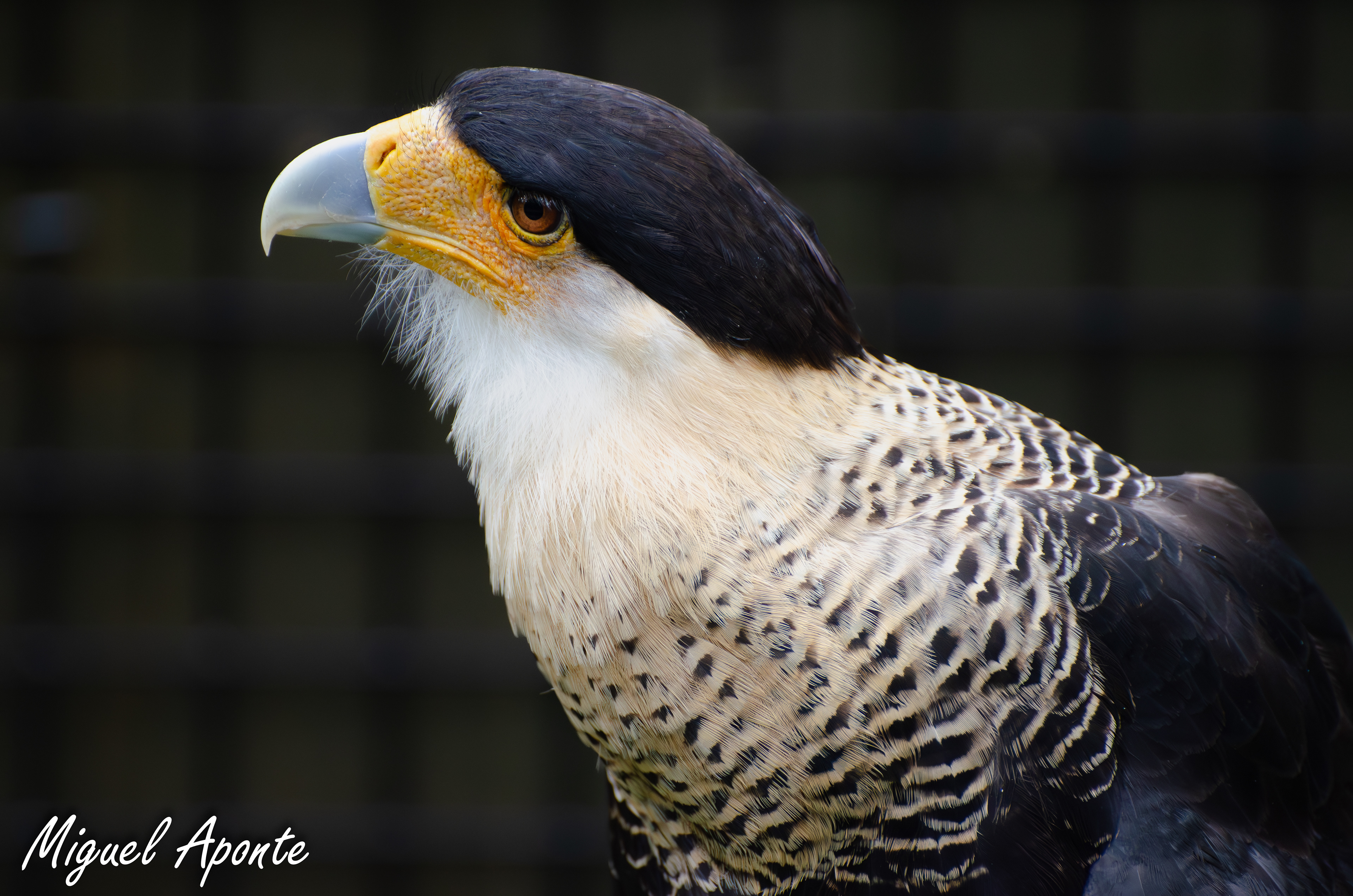Crested Caracara