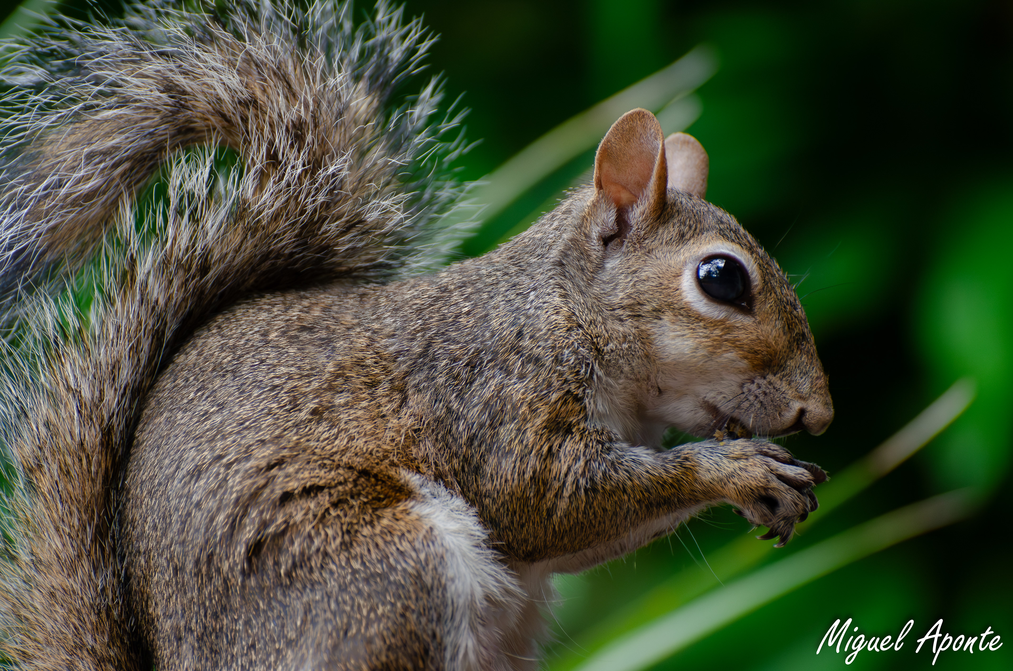 Eastern Grey Squirrel