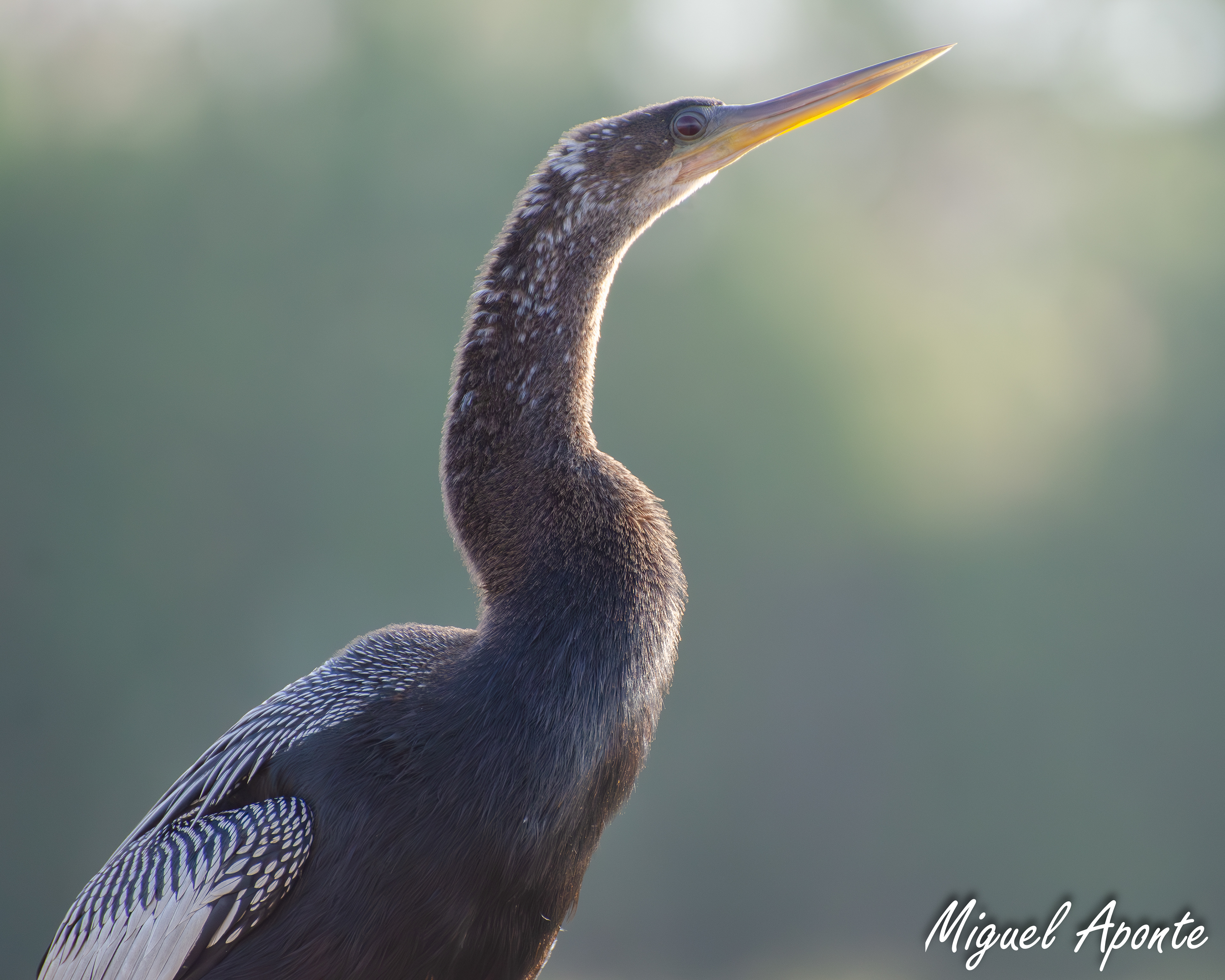 Anhinga 