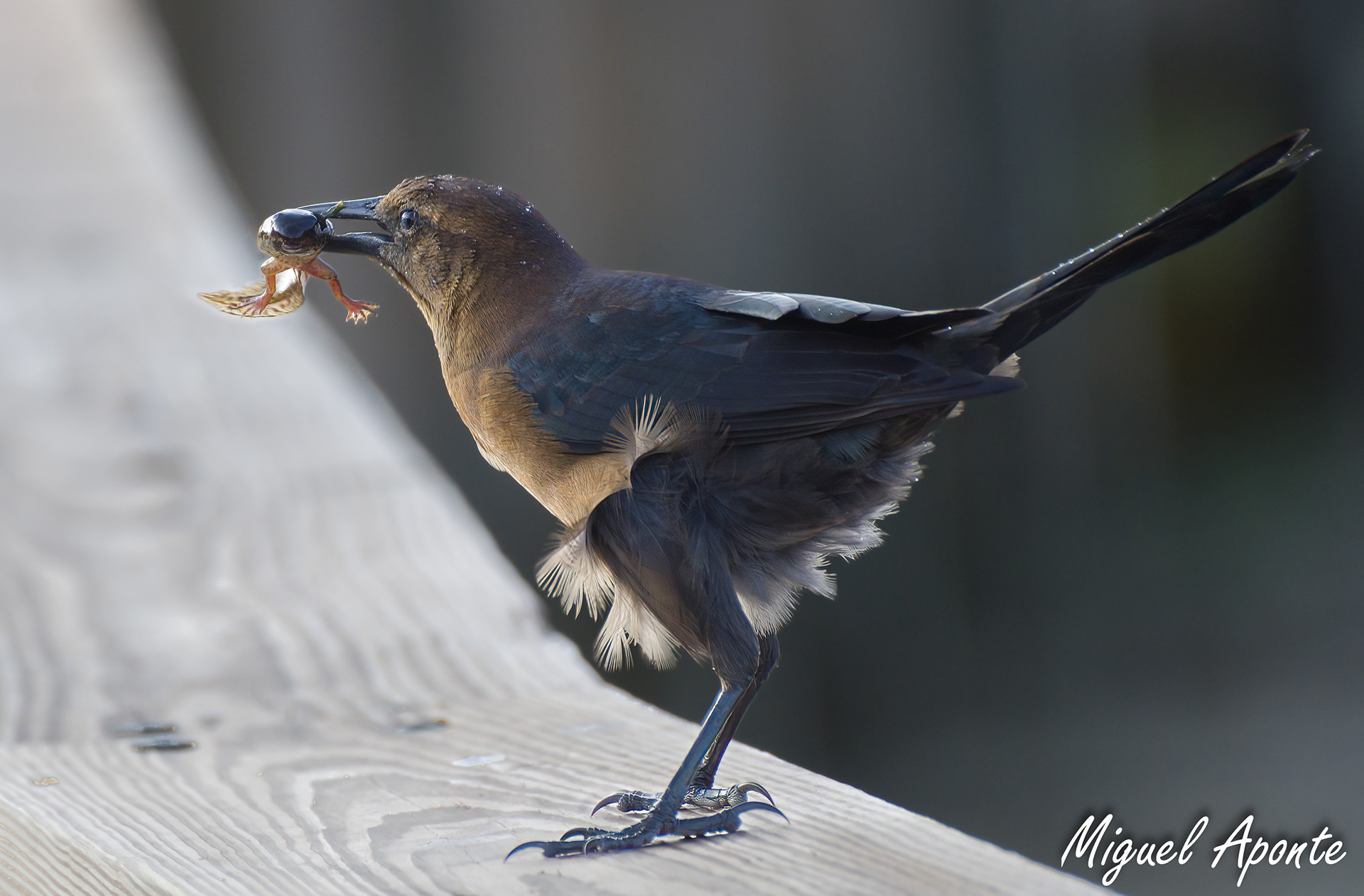 Female Boat-tailed Grackle
