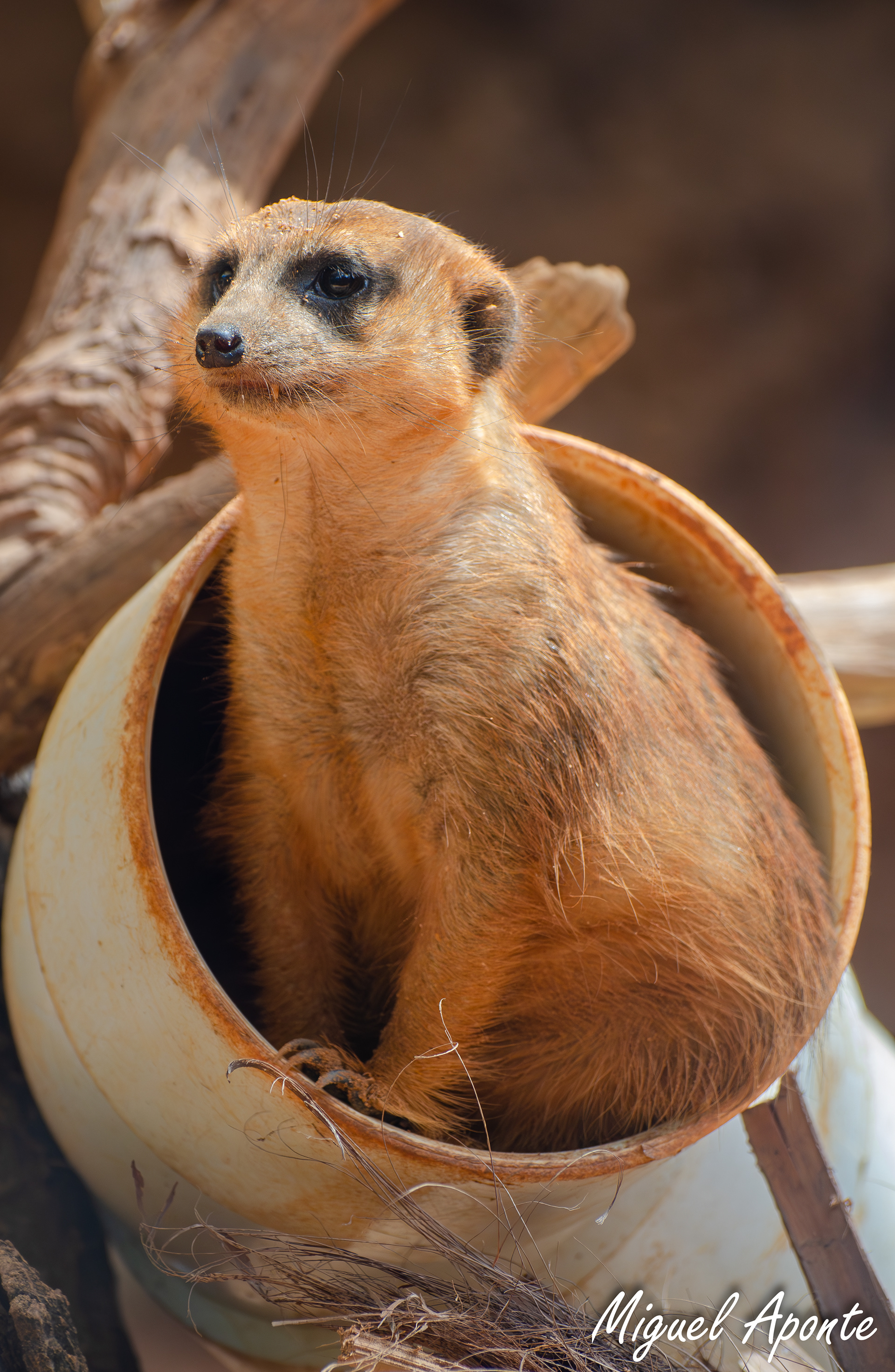 Meerkat