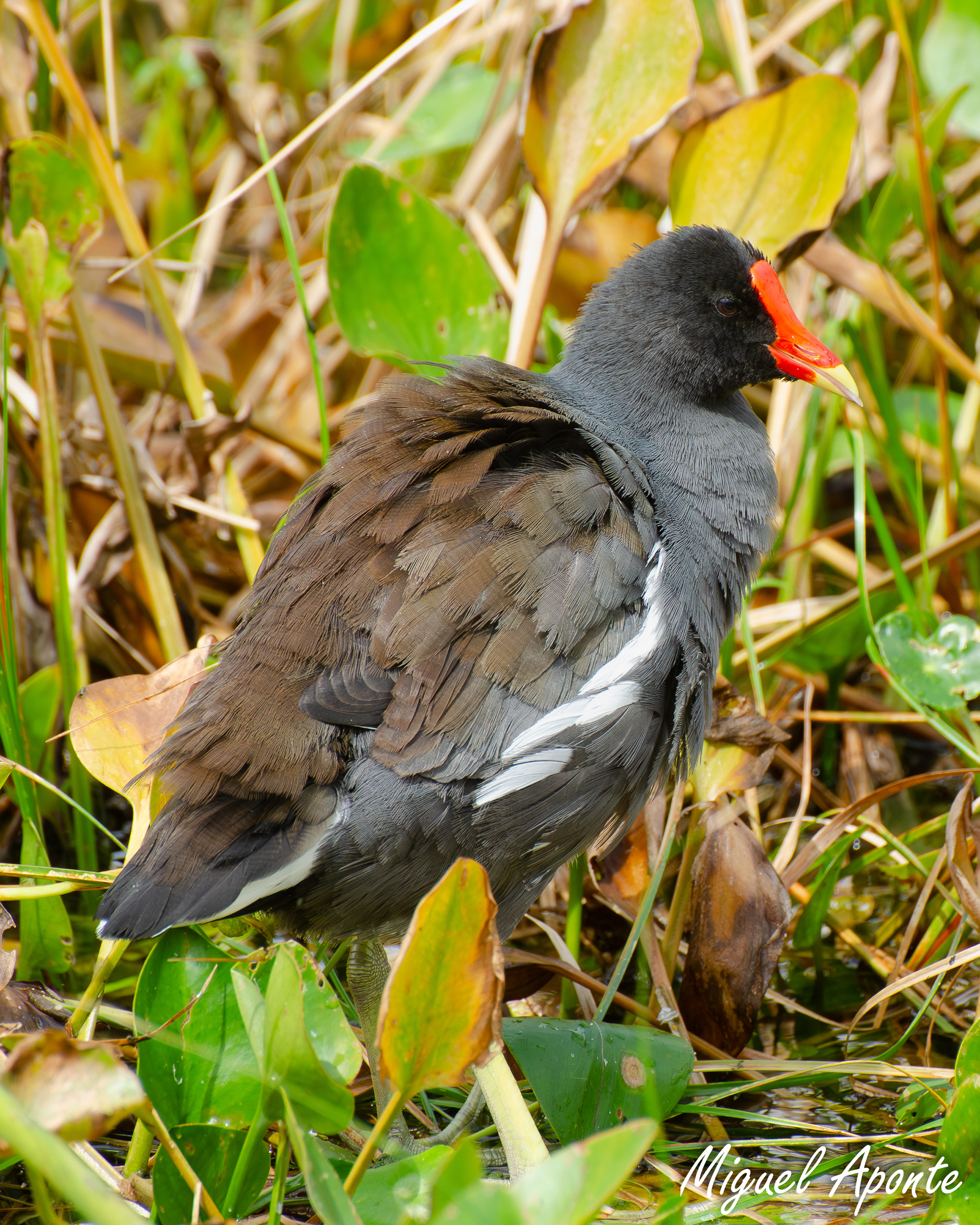 Common Gallinule 