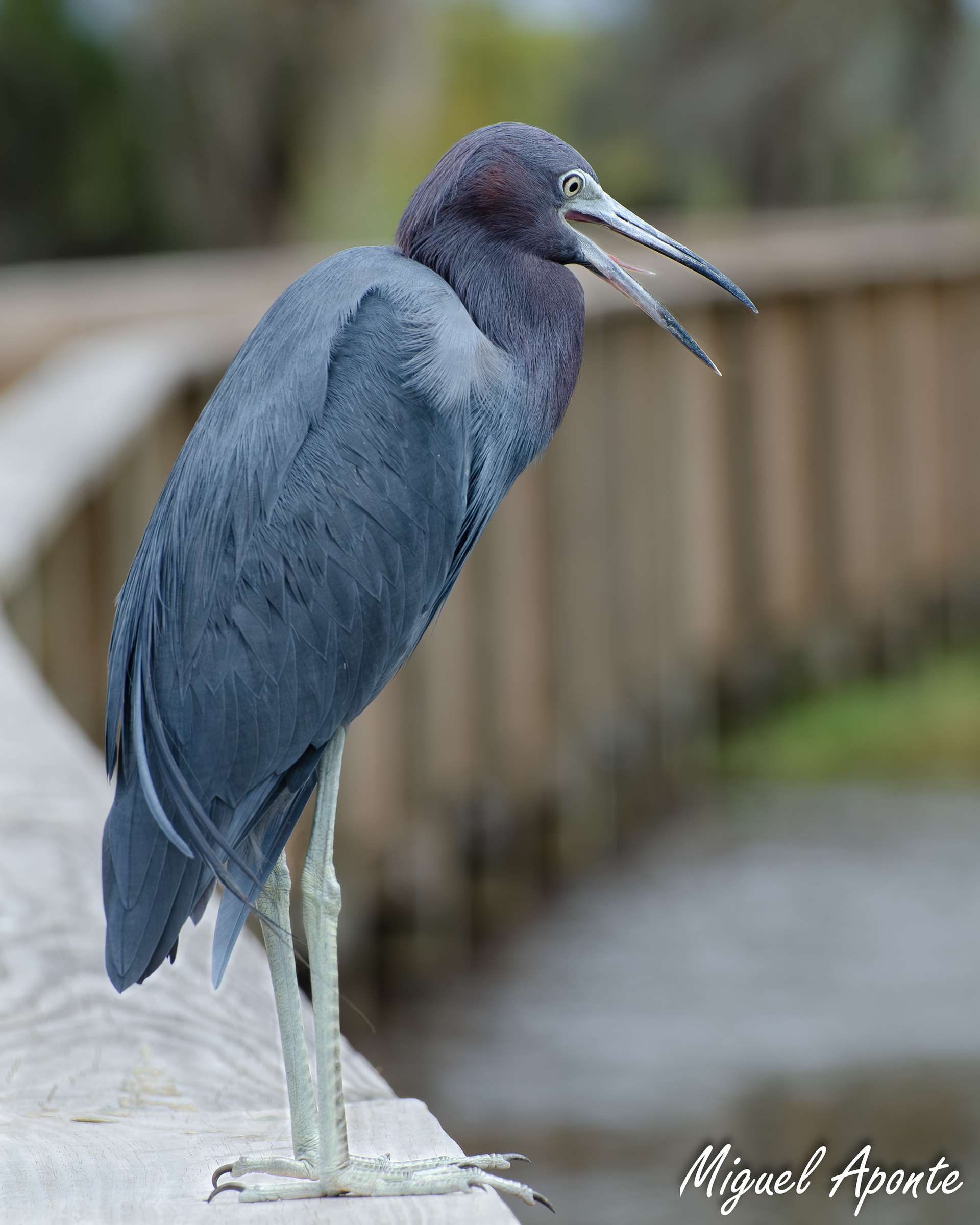 Little Blue Heron