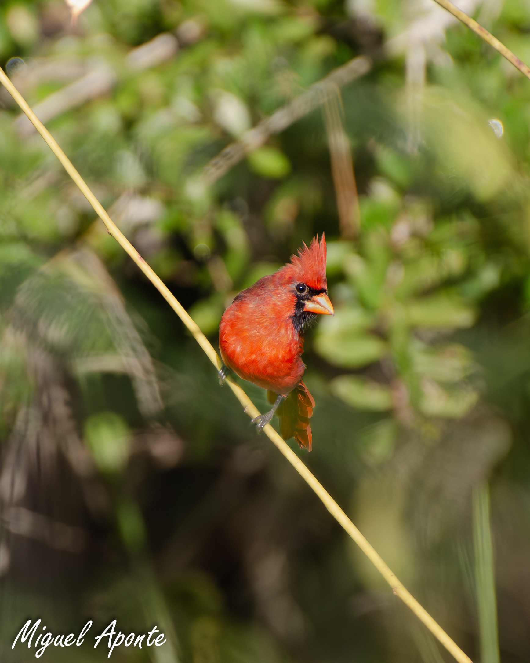 Male Northern Cardinal 