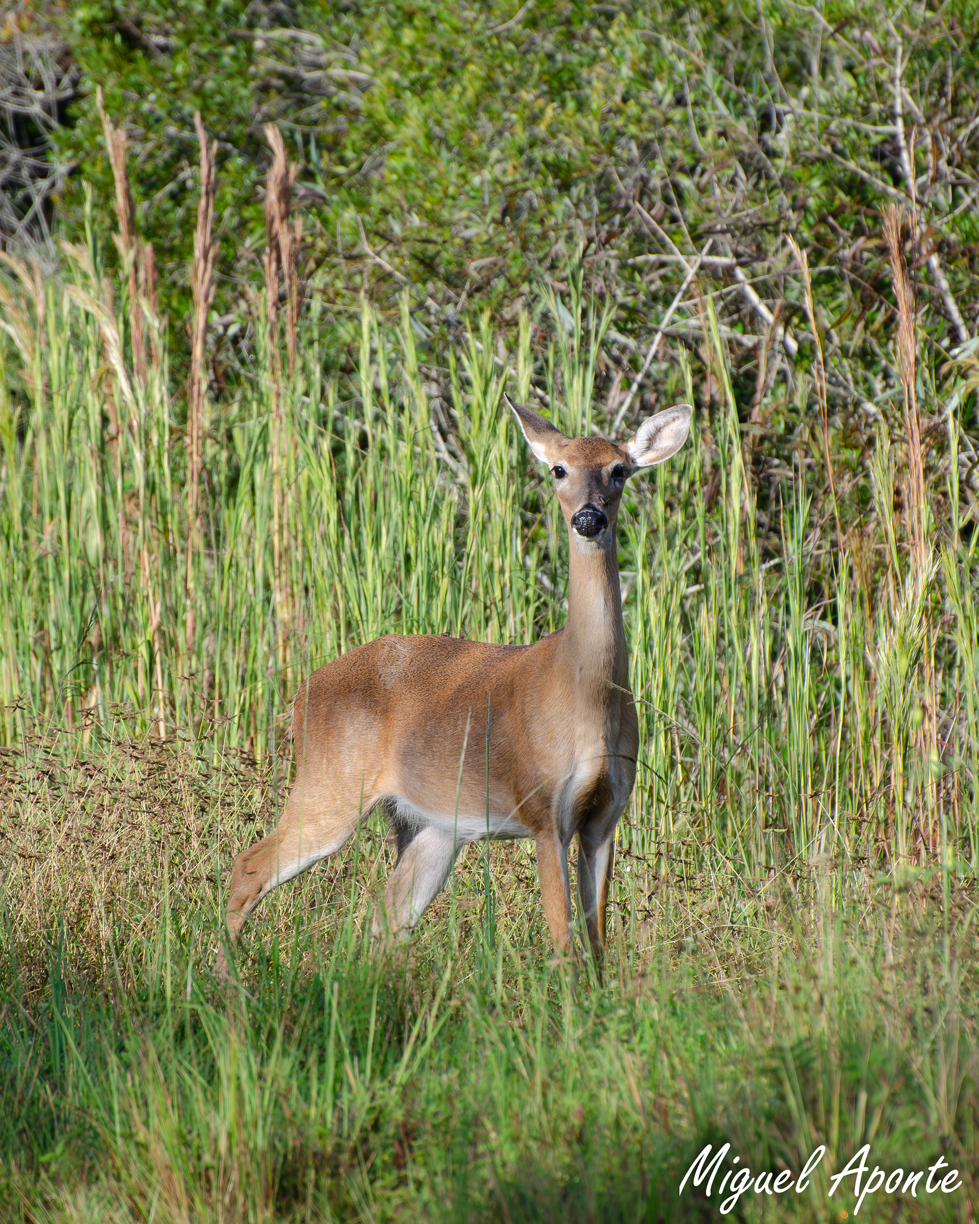 White-tailed Deer
