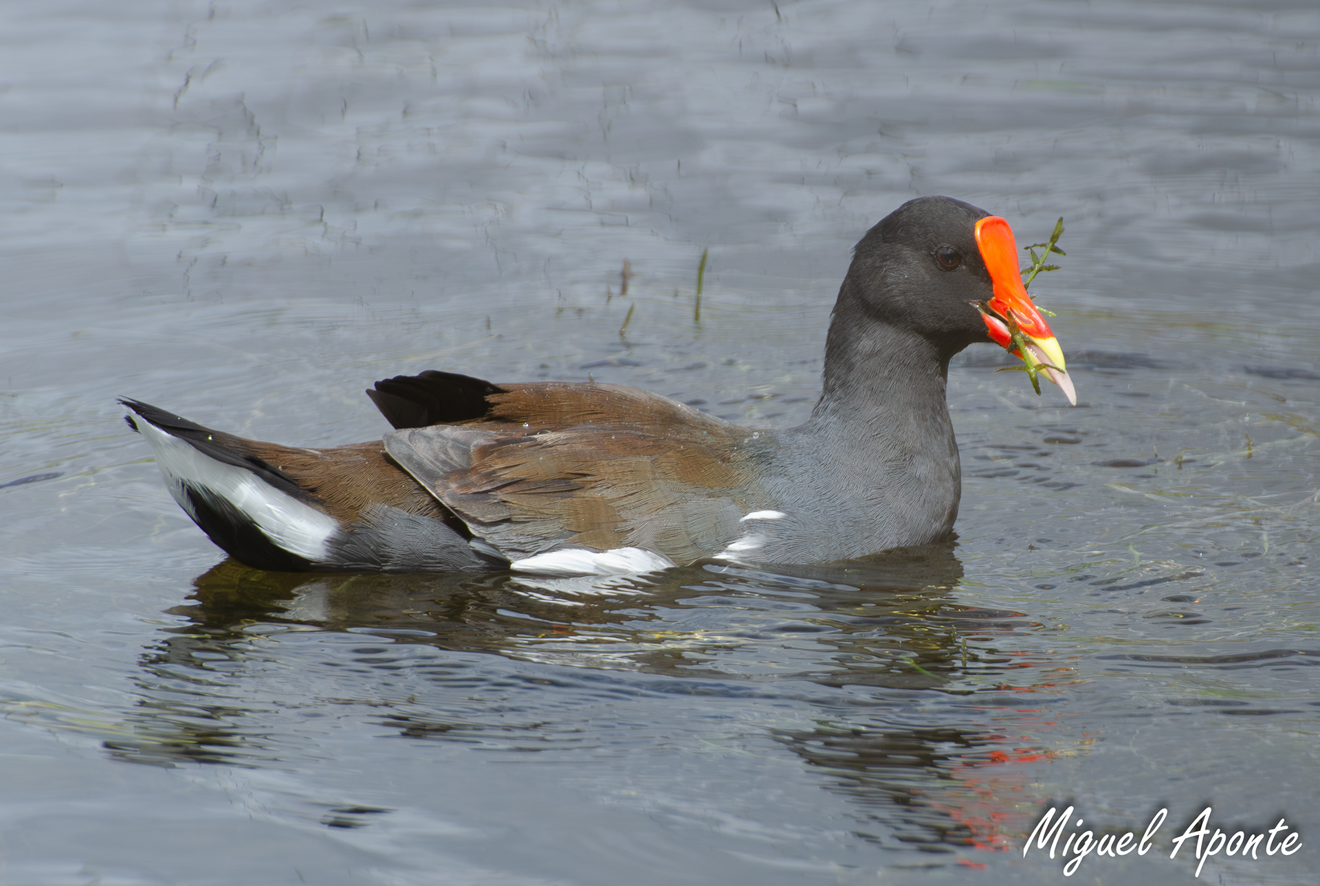 Common Gallinule