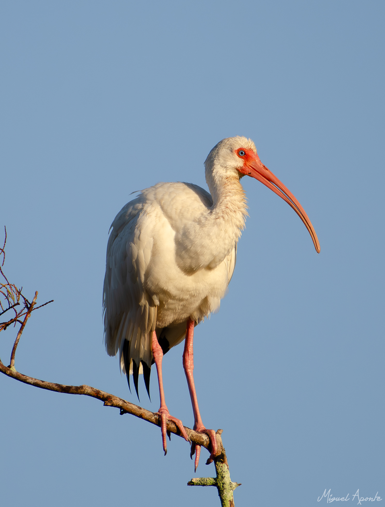 White Ibis