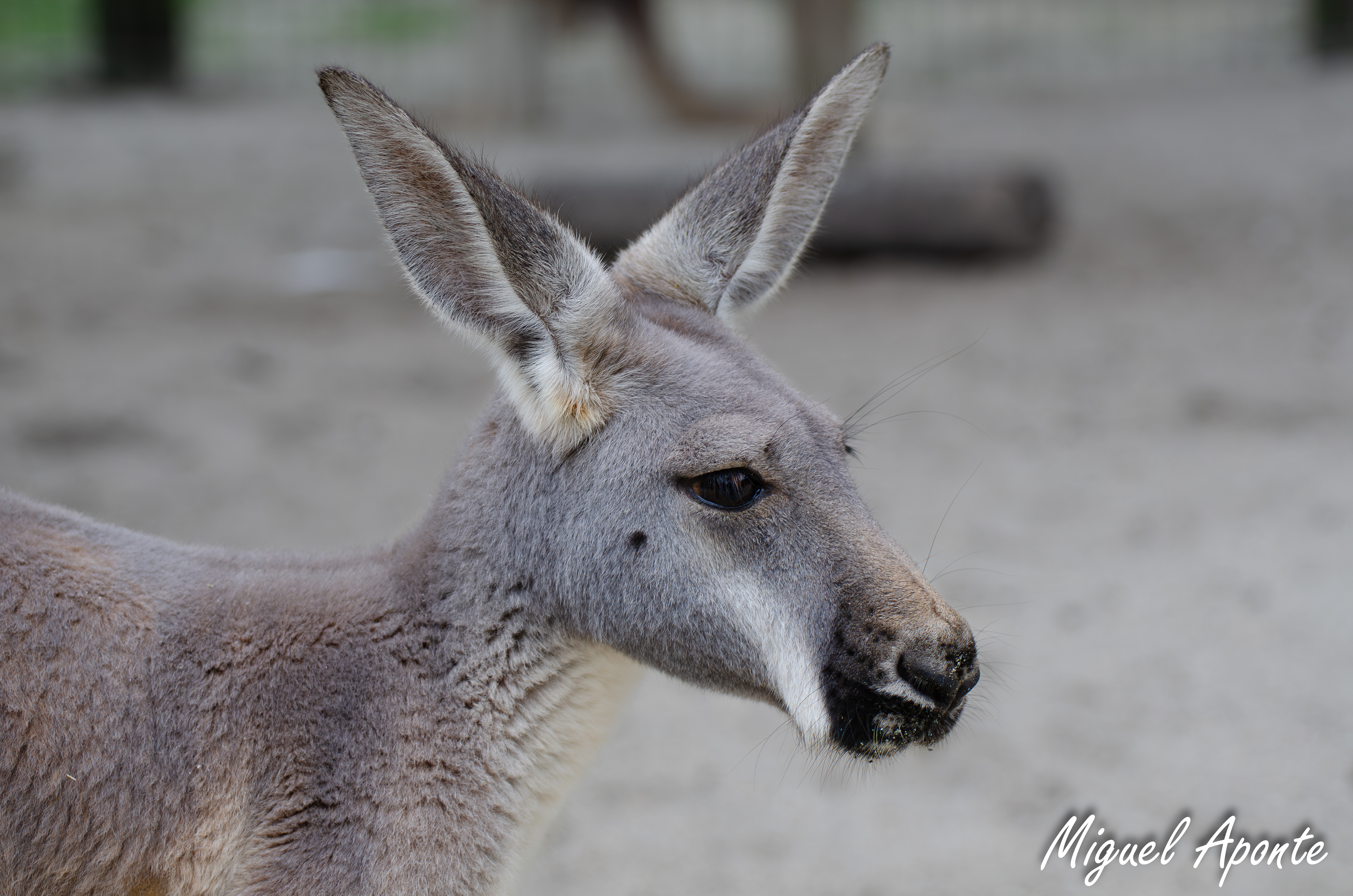 Red Kangaroo