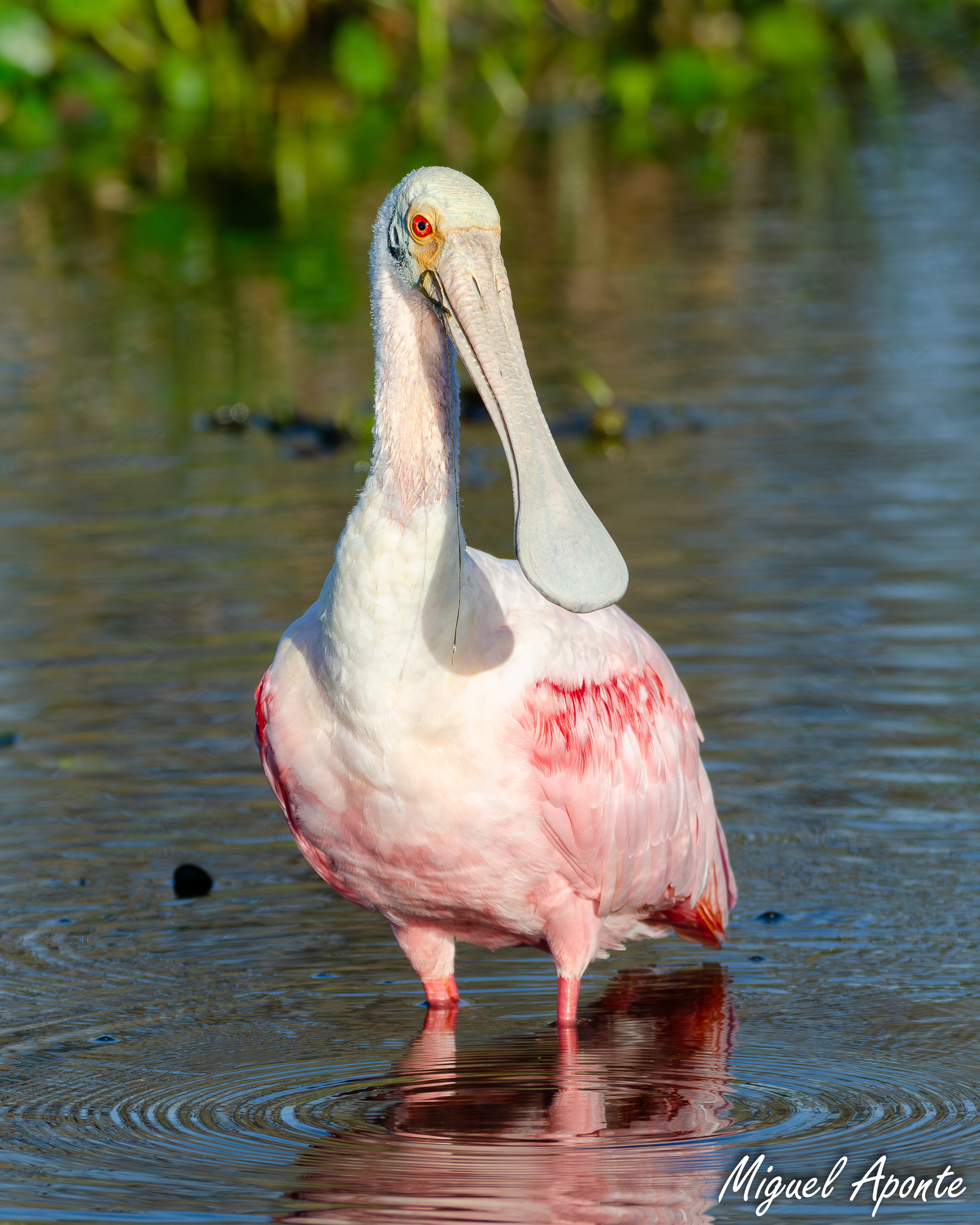 Roseate Spoonbill