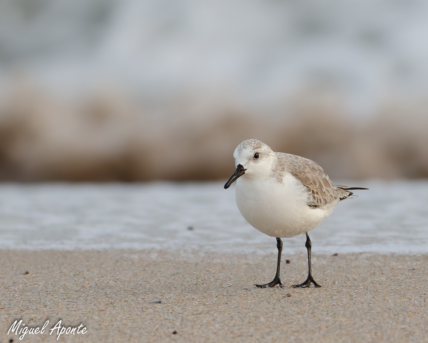 Sanderling