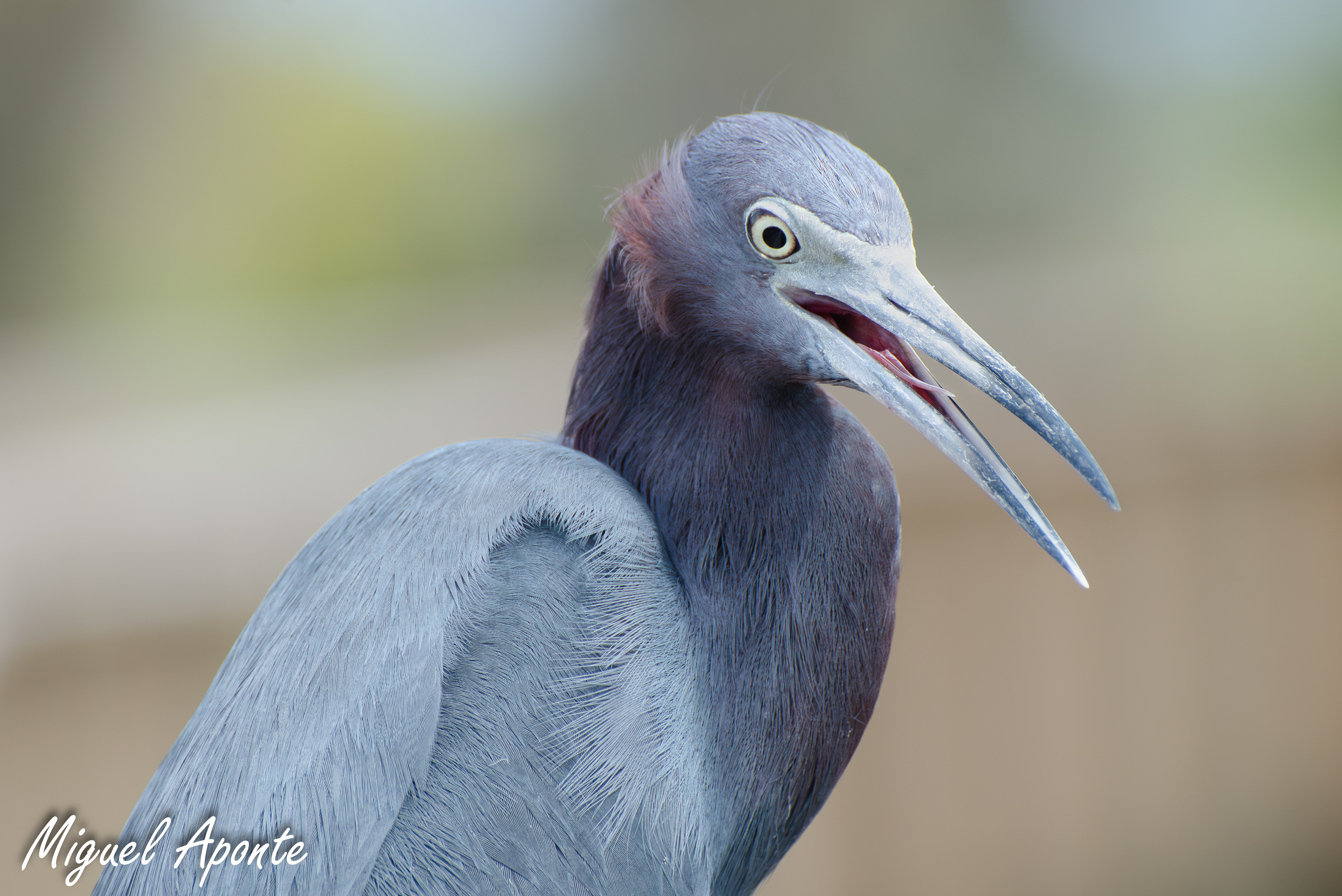 Little Blue Heron