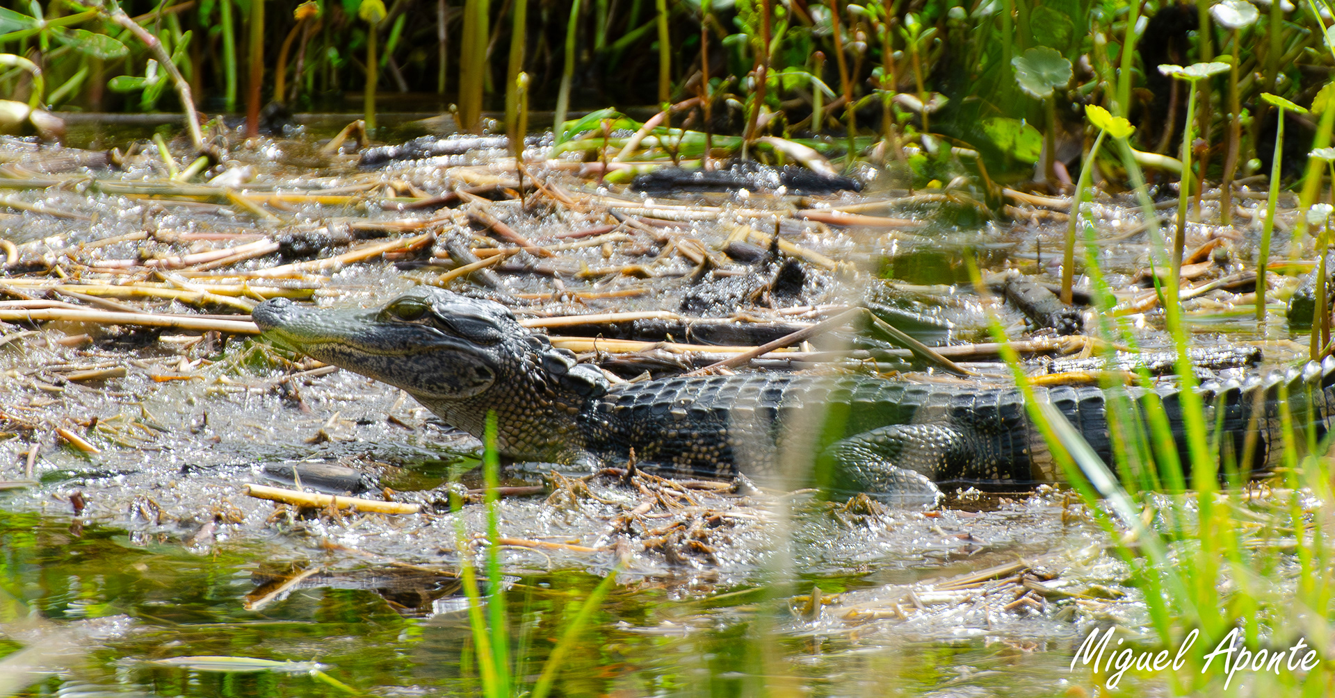 American Alligator