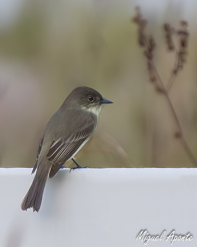 Eastern Phoebe