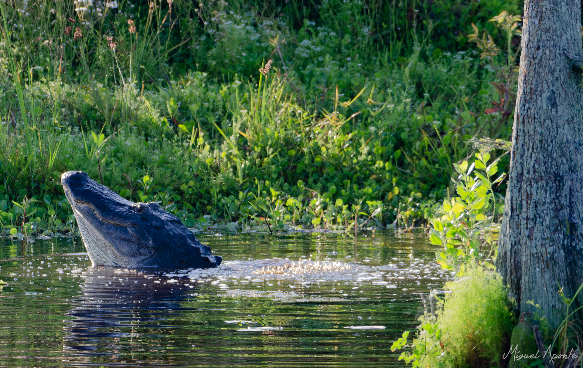 American Alligator preforming a mating call