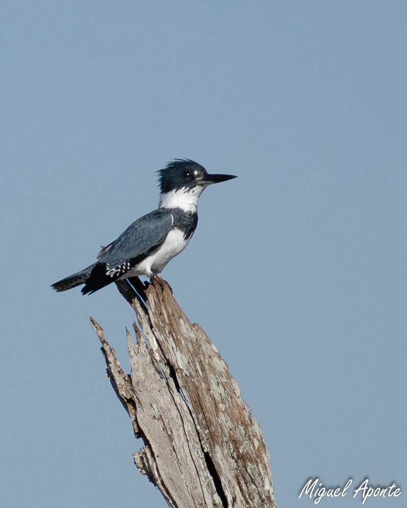 Belted Kingfisher