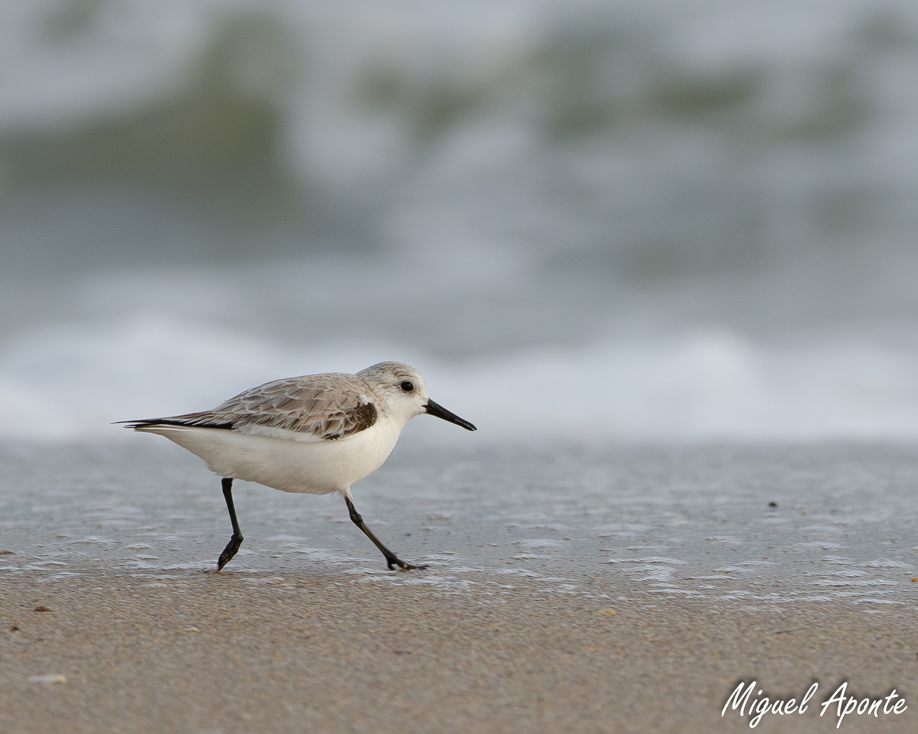 Sanderling
