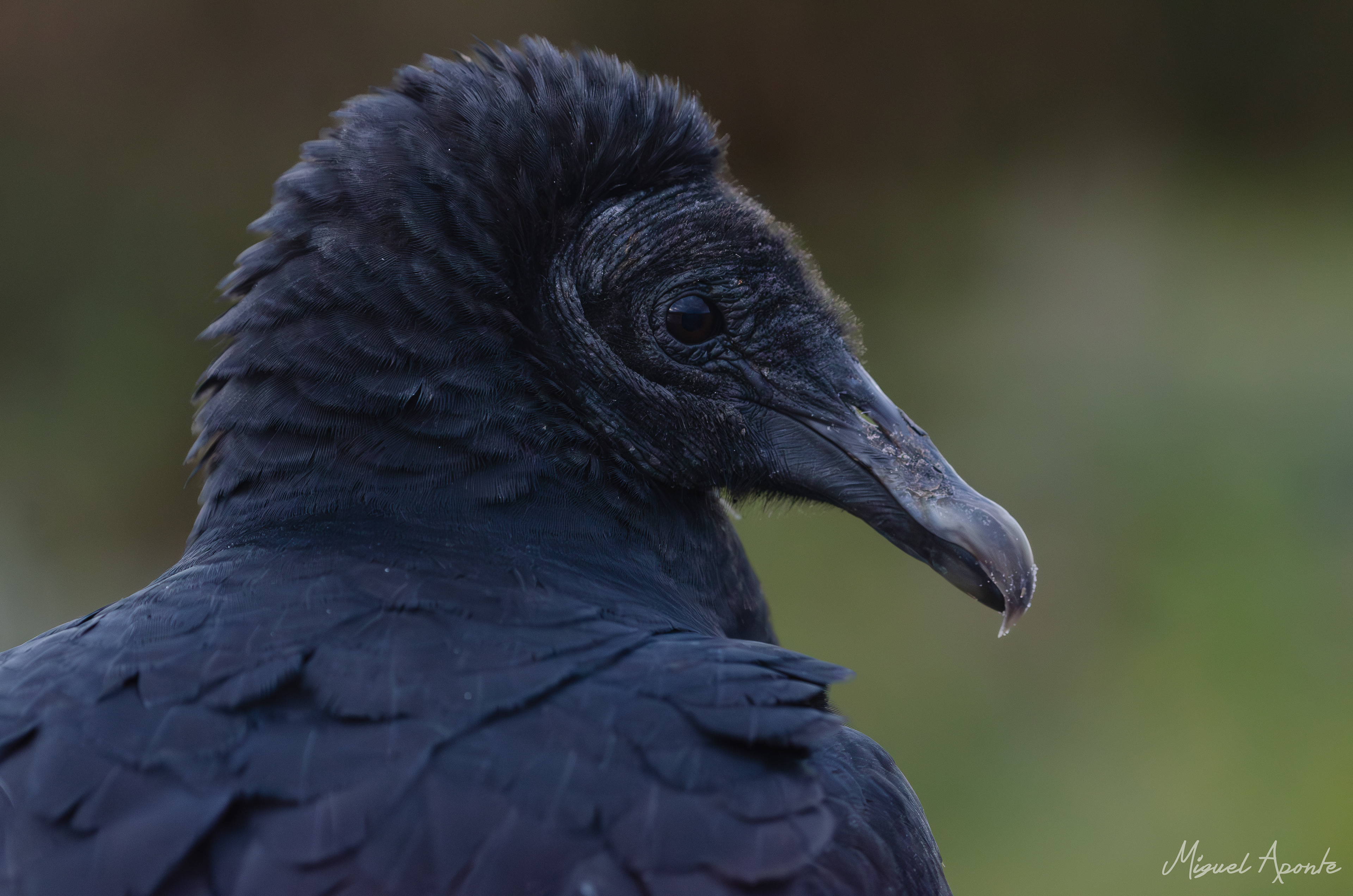 Black Vulture 