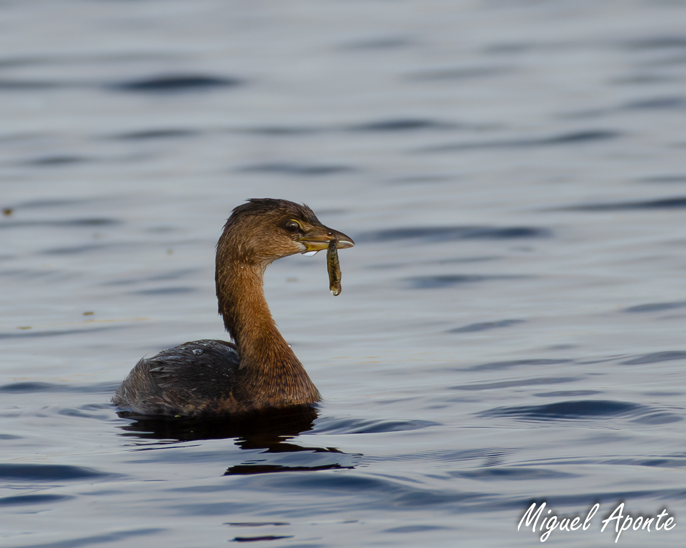 Pied-billed Grebe