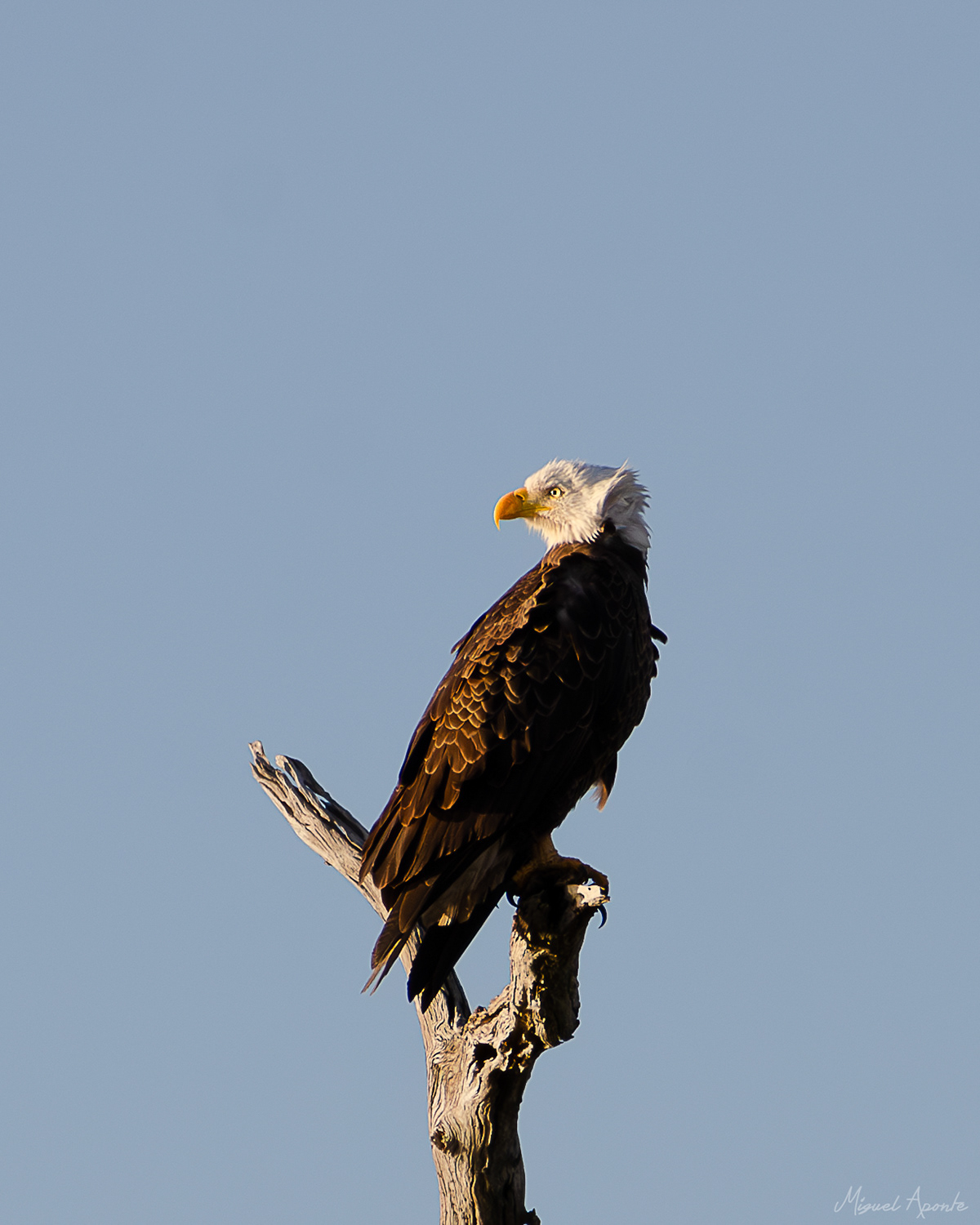 Bald Eagle