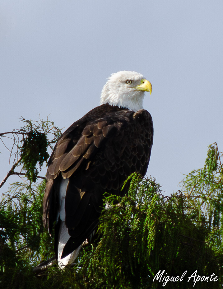 Bald Eagle