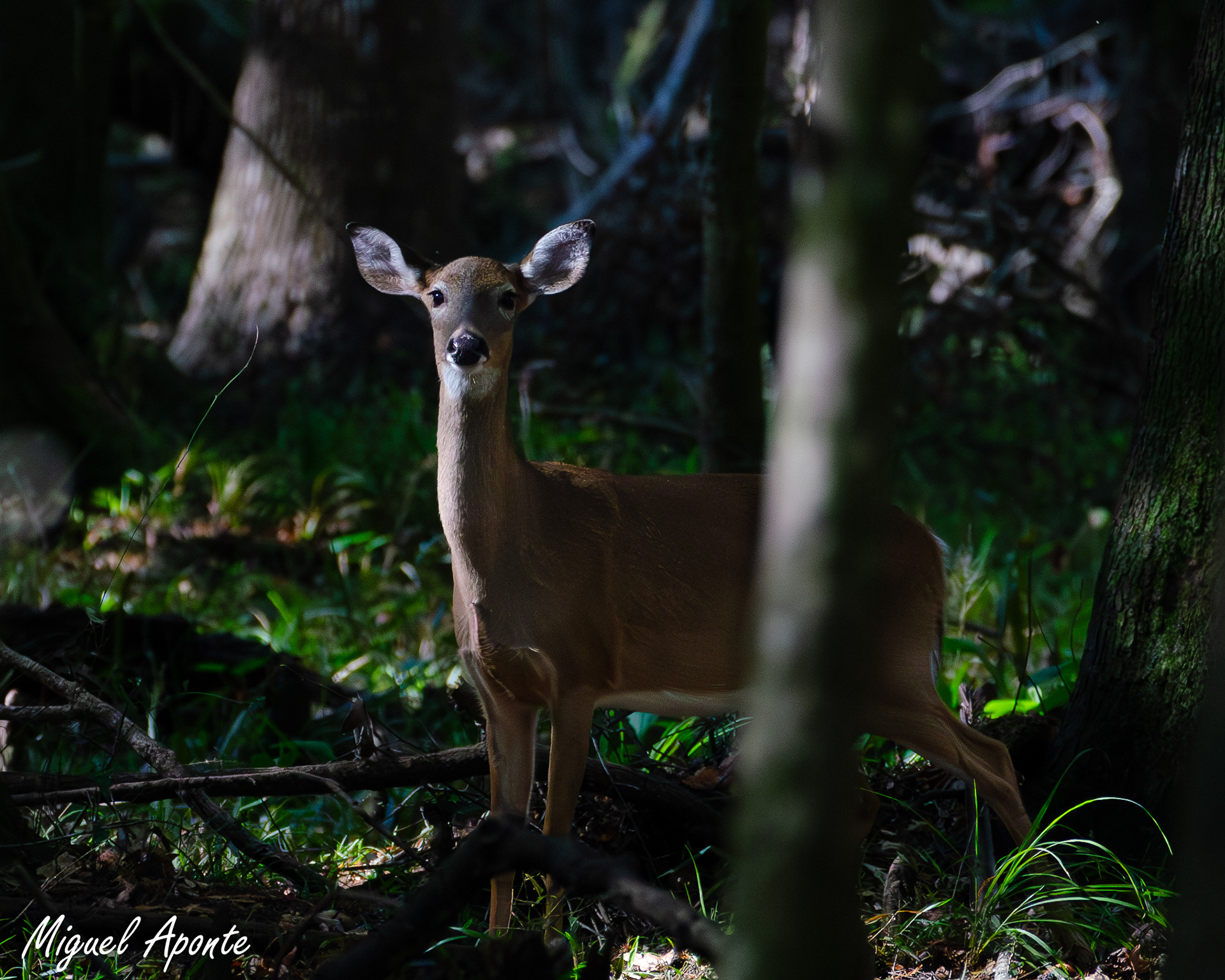 White-tailed Deer
