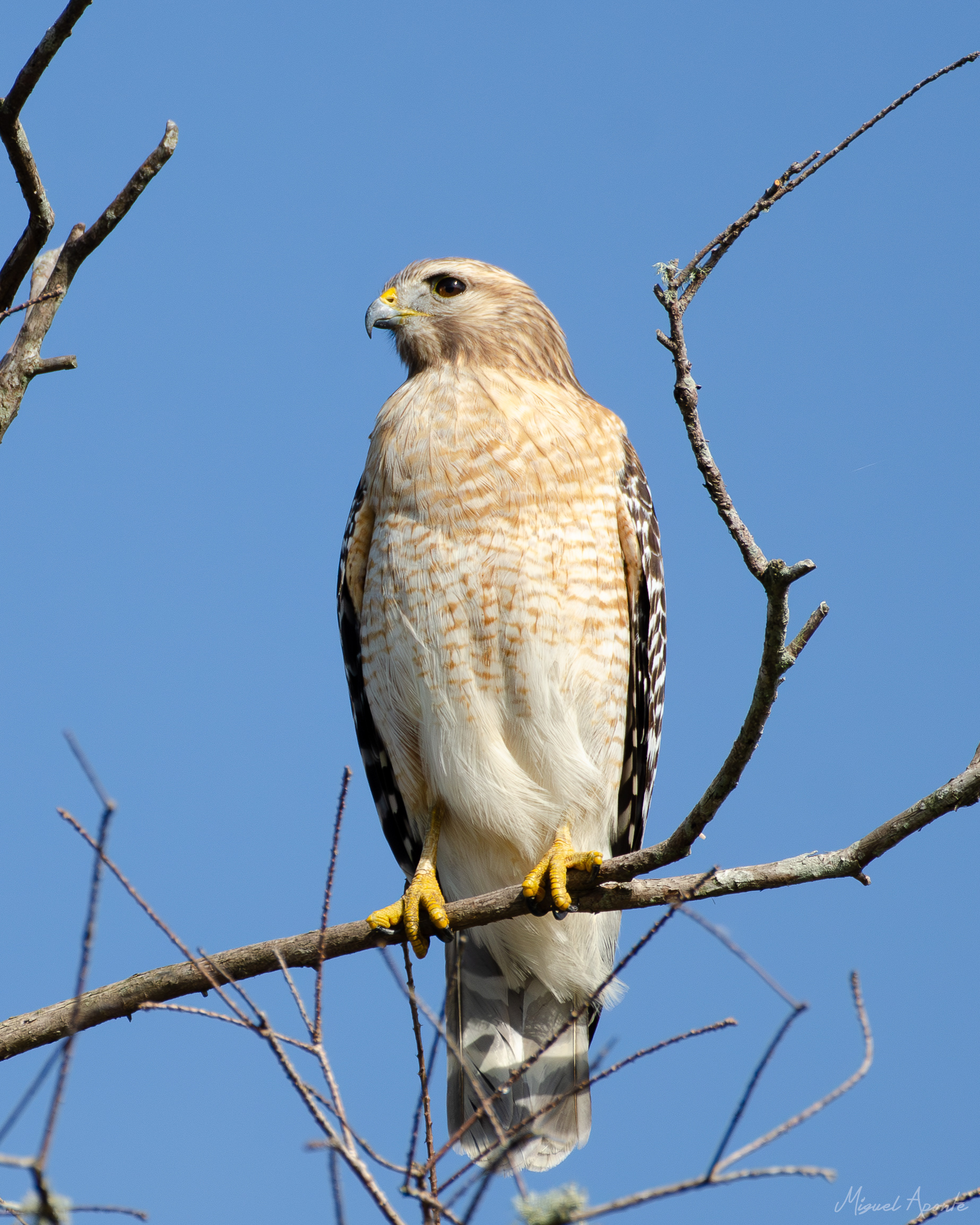 Red-Shouldered Hawk