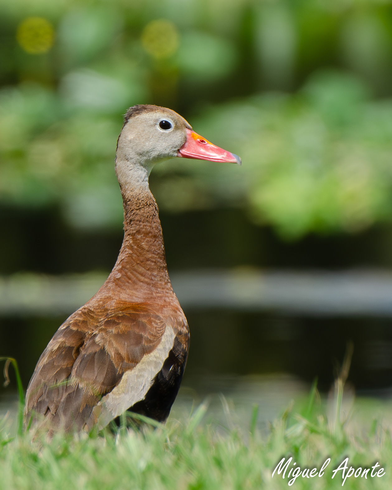 Red-bellied Whistling Ducks