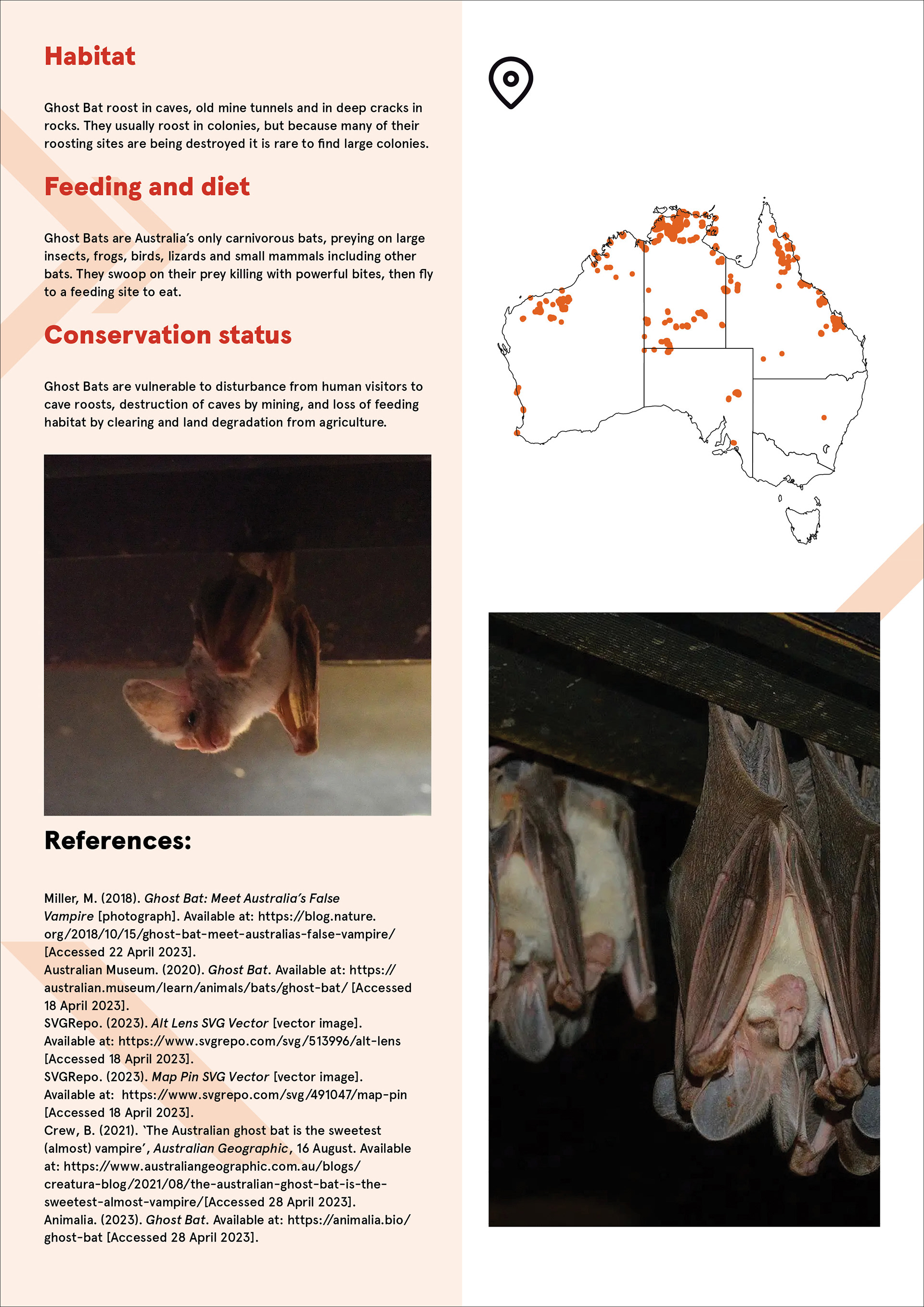 Reverse side of the ghost bat fact sheet with full colour images, habitat map and information about diet and conservation status.