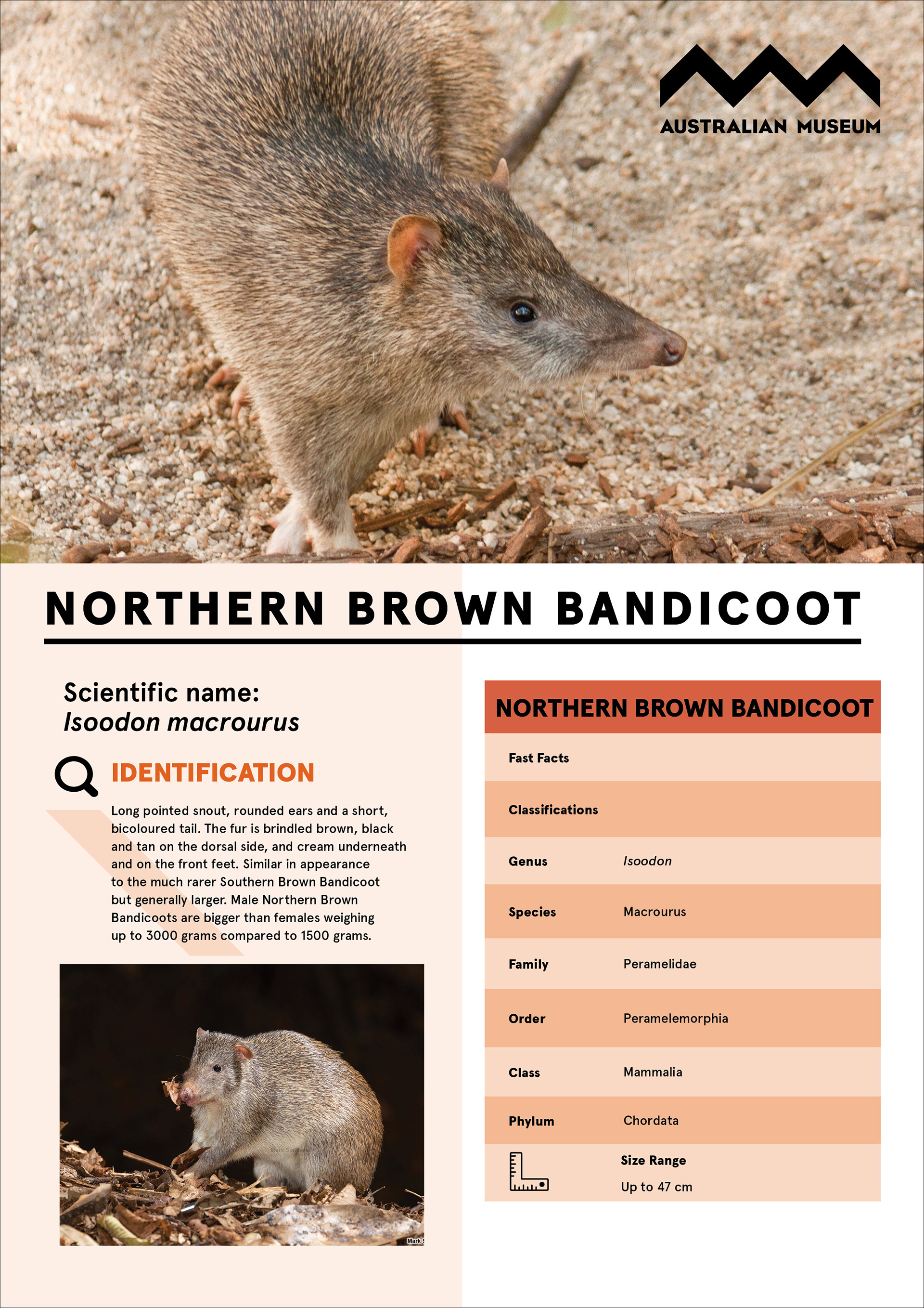 Front page of animal fact sheet featuring full colour images of a northern brown bandicoot, information about identification and species classification.