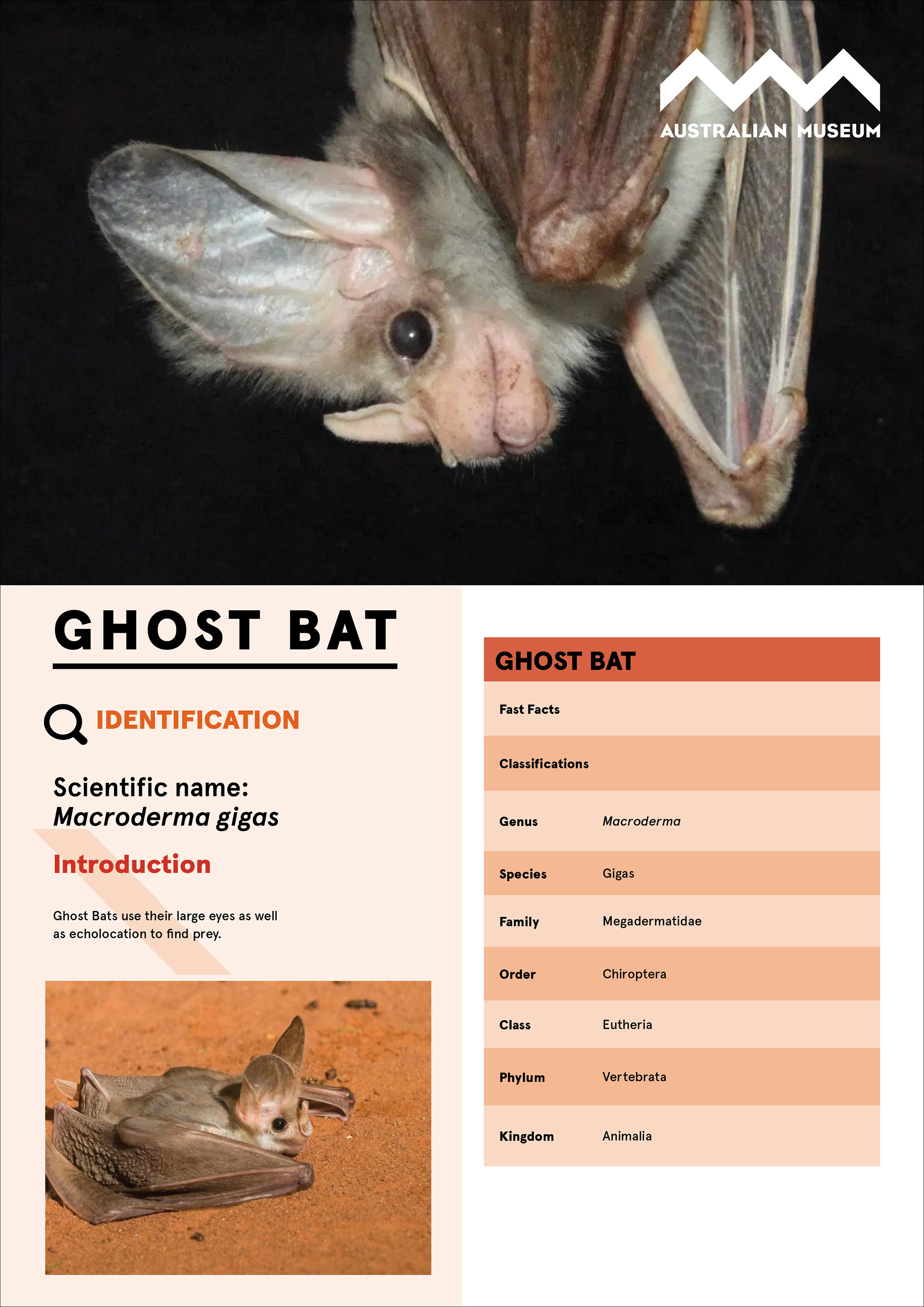 Front side of a fact sheet about the ghost bat with full colour images and species classification.