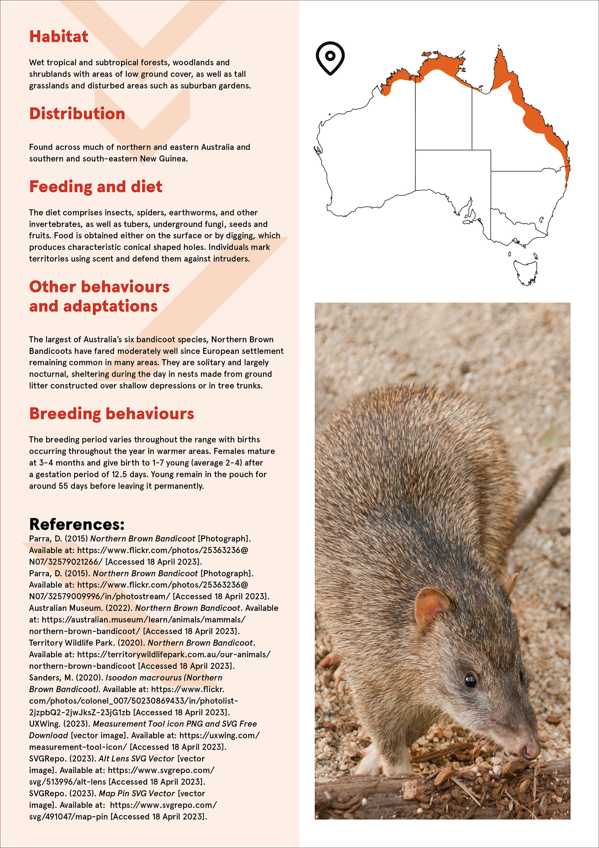 Reverse side of the northern brown bandicoot fact sheet with a full colour image, habitat map and information about diet and other behaviours.