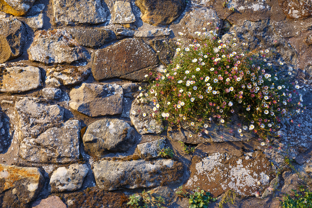 Textured Wall, Lade Braes, St Andrews