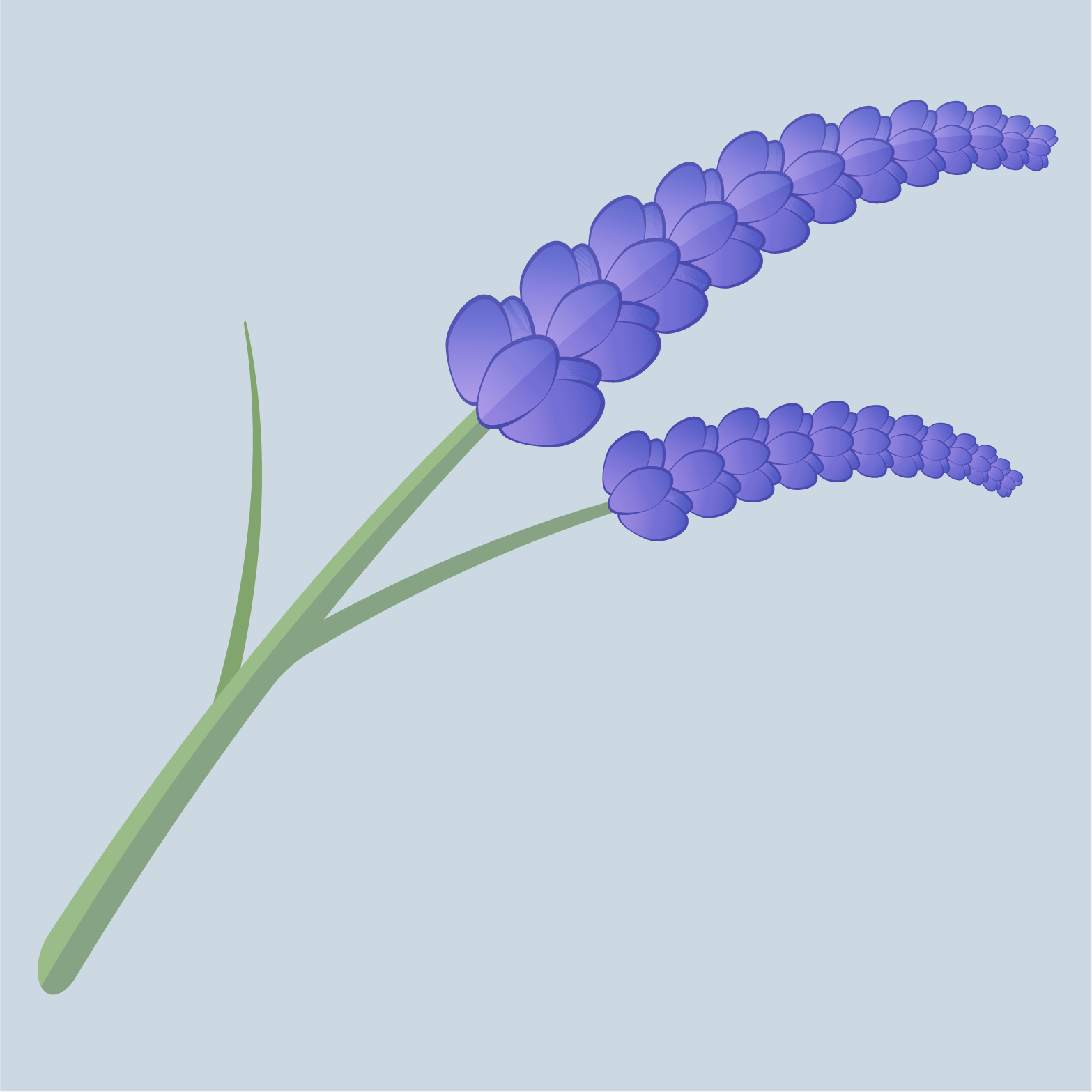 Lavender