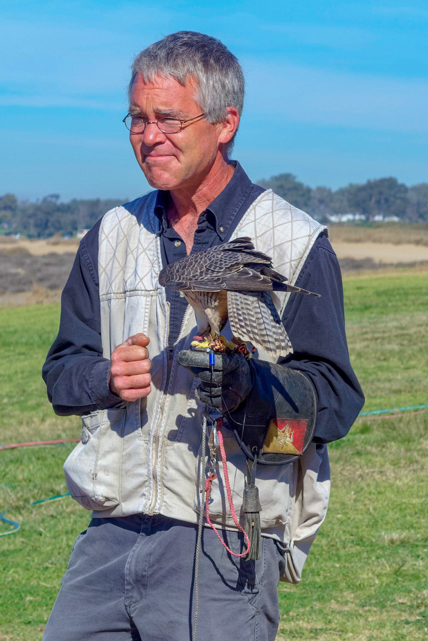 Falconer with peregrine falcon at Torrey Pines Glider Port