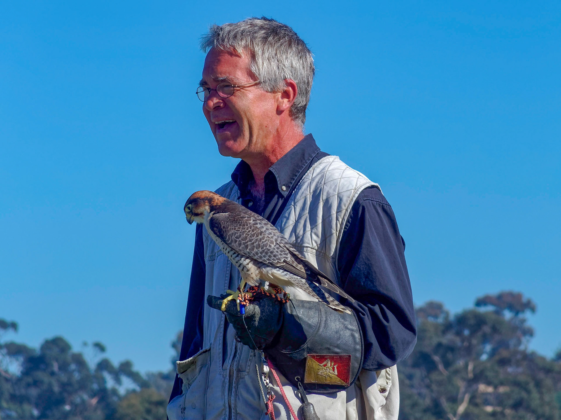 Falconer with peregrine falcon at Torrey Pines Glider Port
