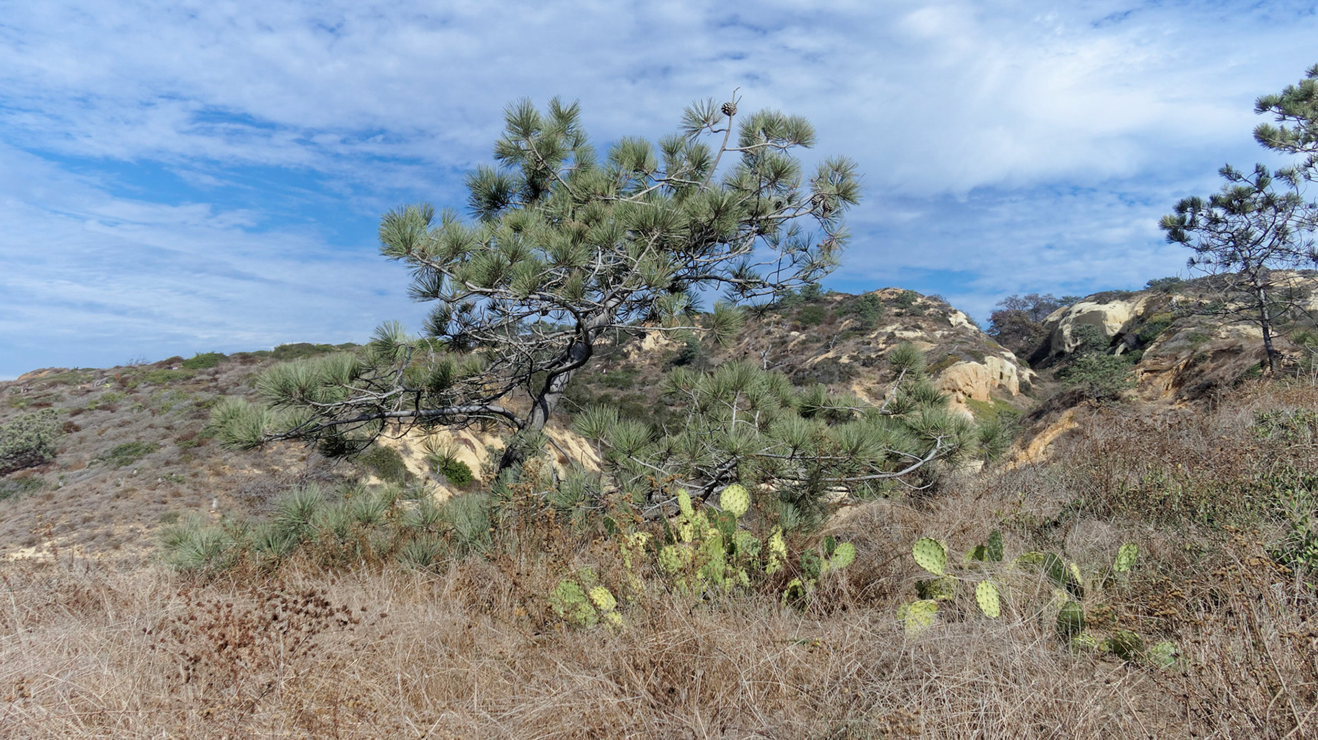 Near Razor Point, Torrey Pines State Park