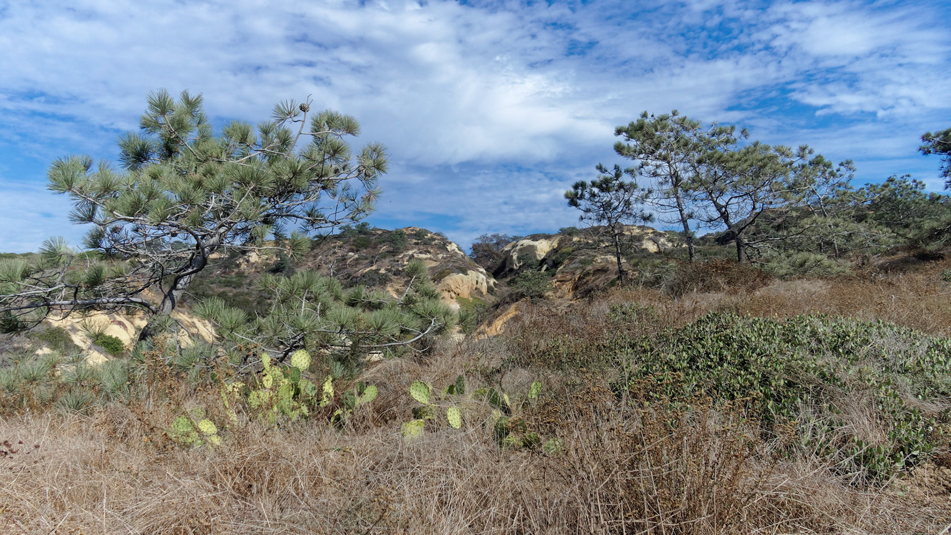Near Razor Point, Torrey Pines State Park