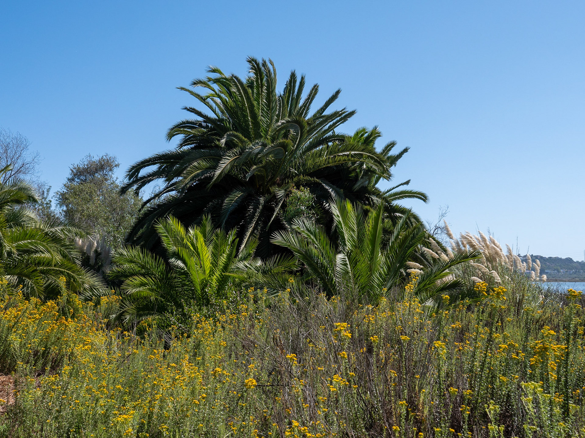 Walk on Batiquitos Lagoon Trail