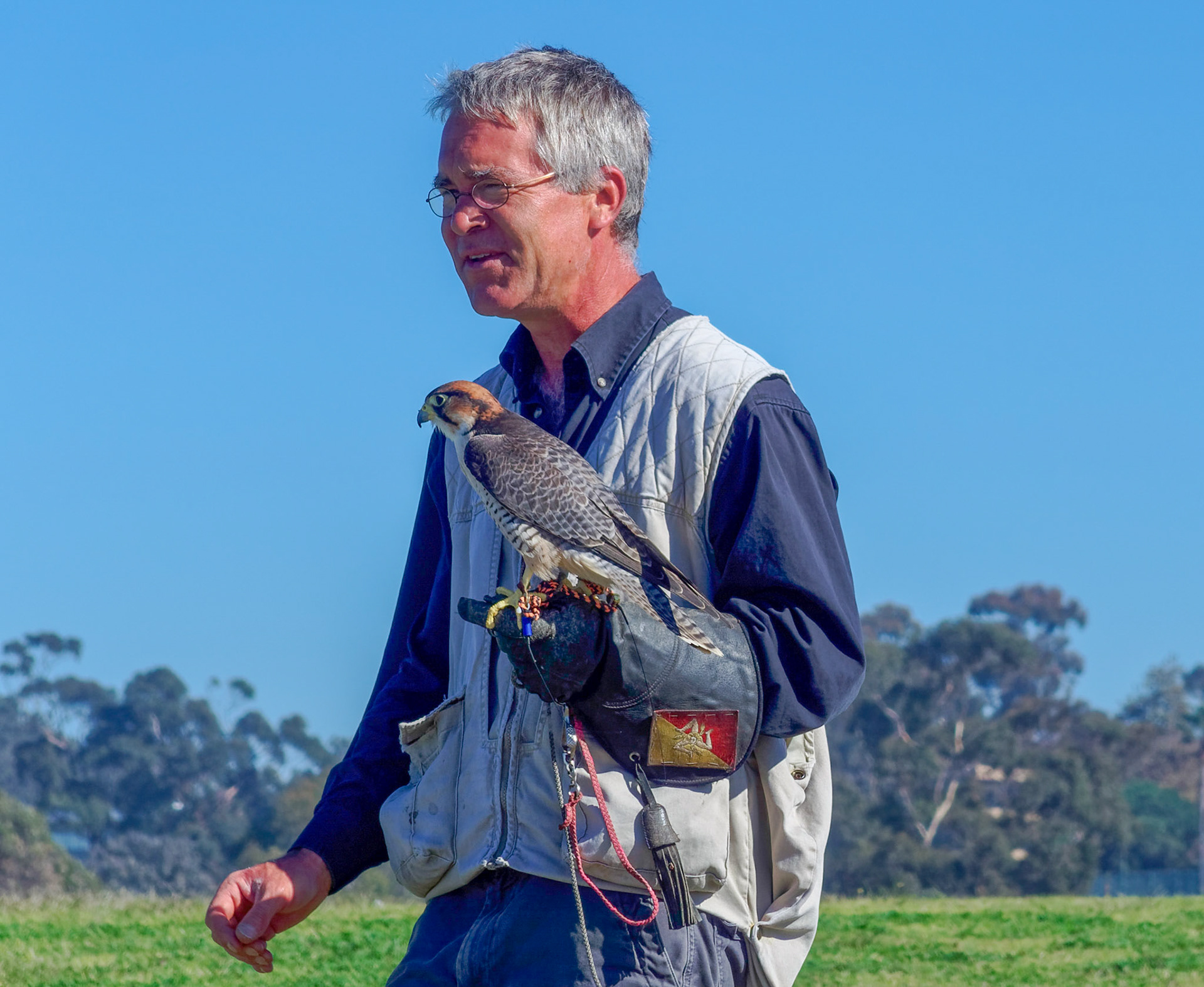 Falconer with peregrine falcon at Torrey Pines Glider Port
