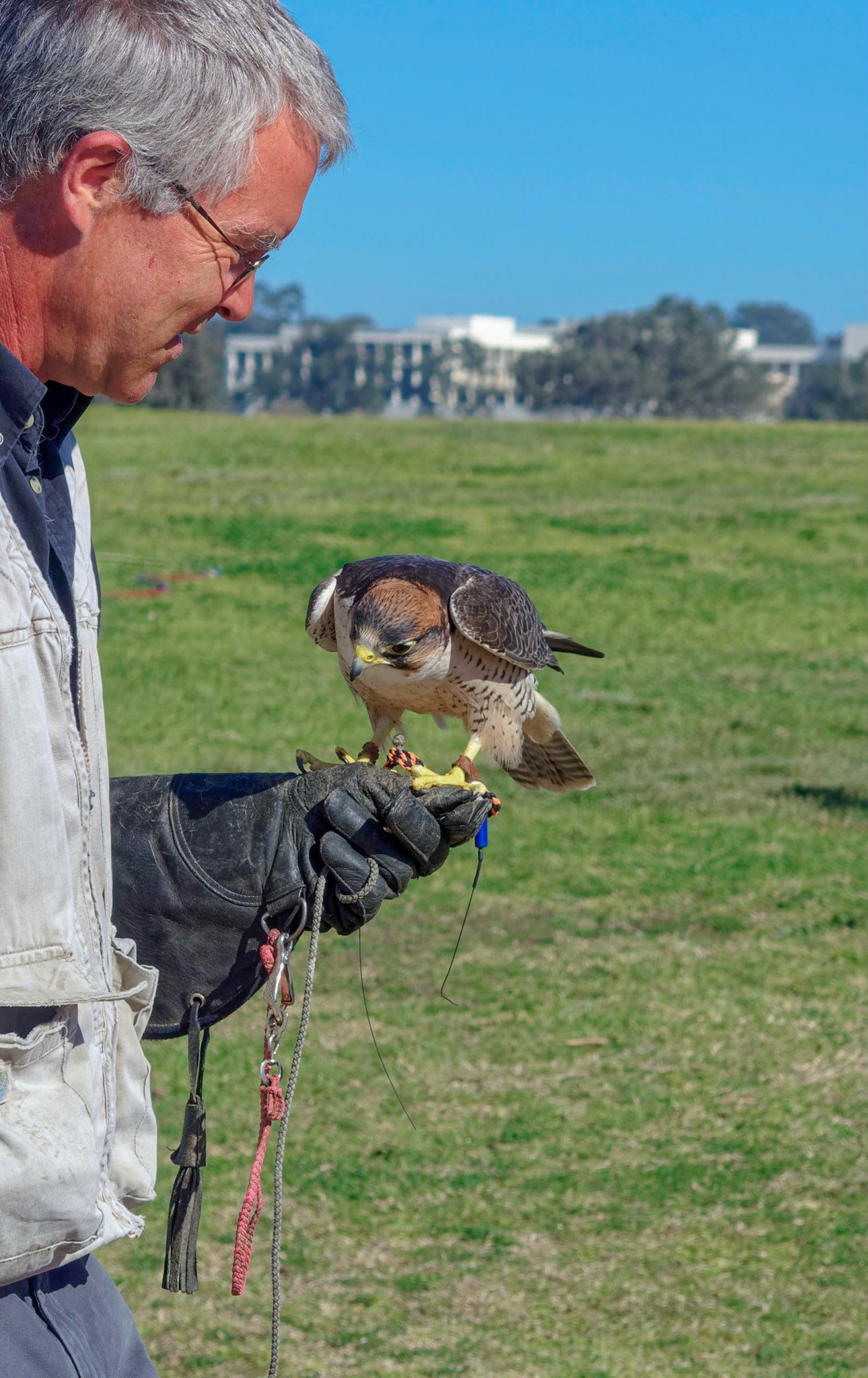 Falconer with peregrine falcon at Torrey Pines Glider Port