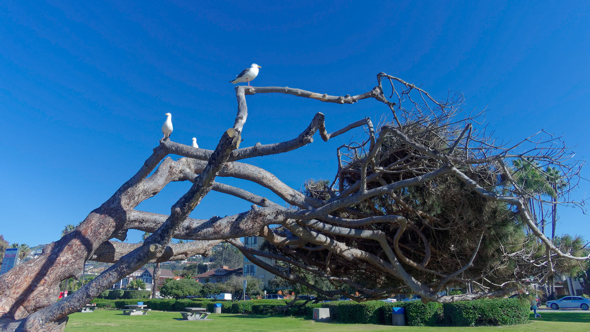 Gulls at Kellogg Park, La Jolla Shores