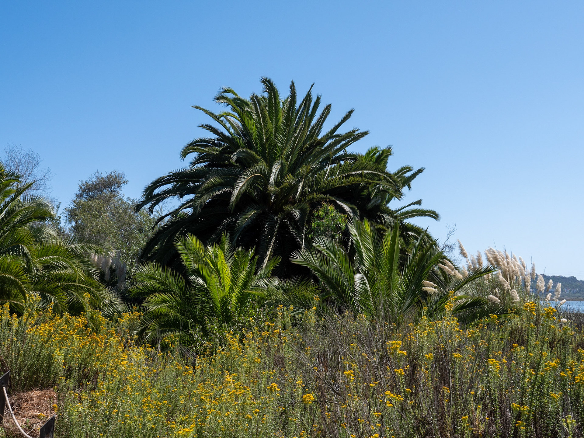 Walk on Batiquitos Lagoon Trail