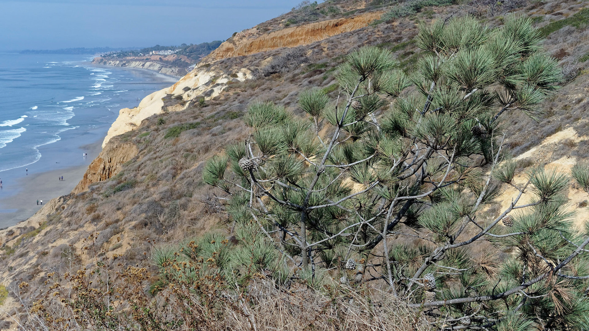 View north from Razor Point, Torrey Pines State Park
